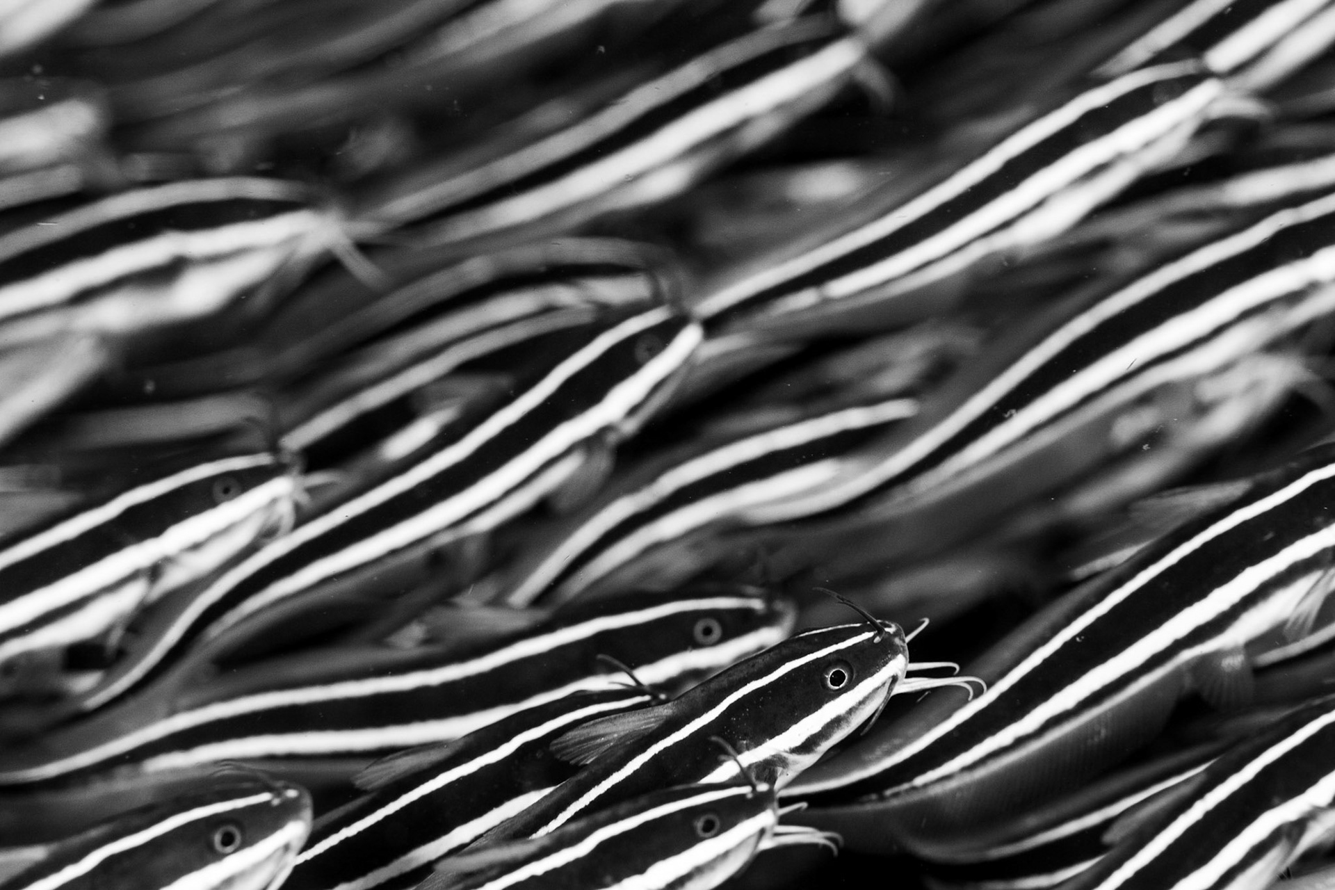 Aer Bajo 1, Lembeh Strait, Bitung, Indonesia 2017