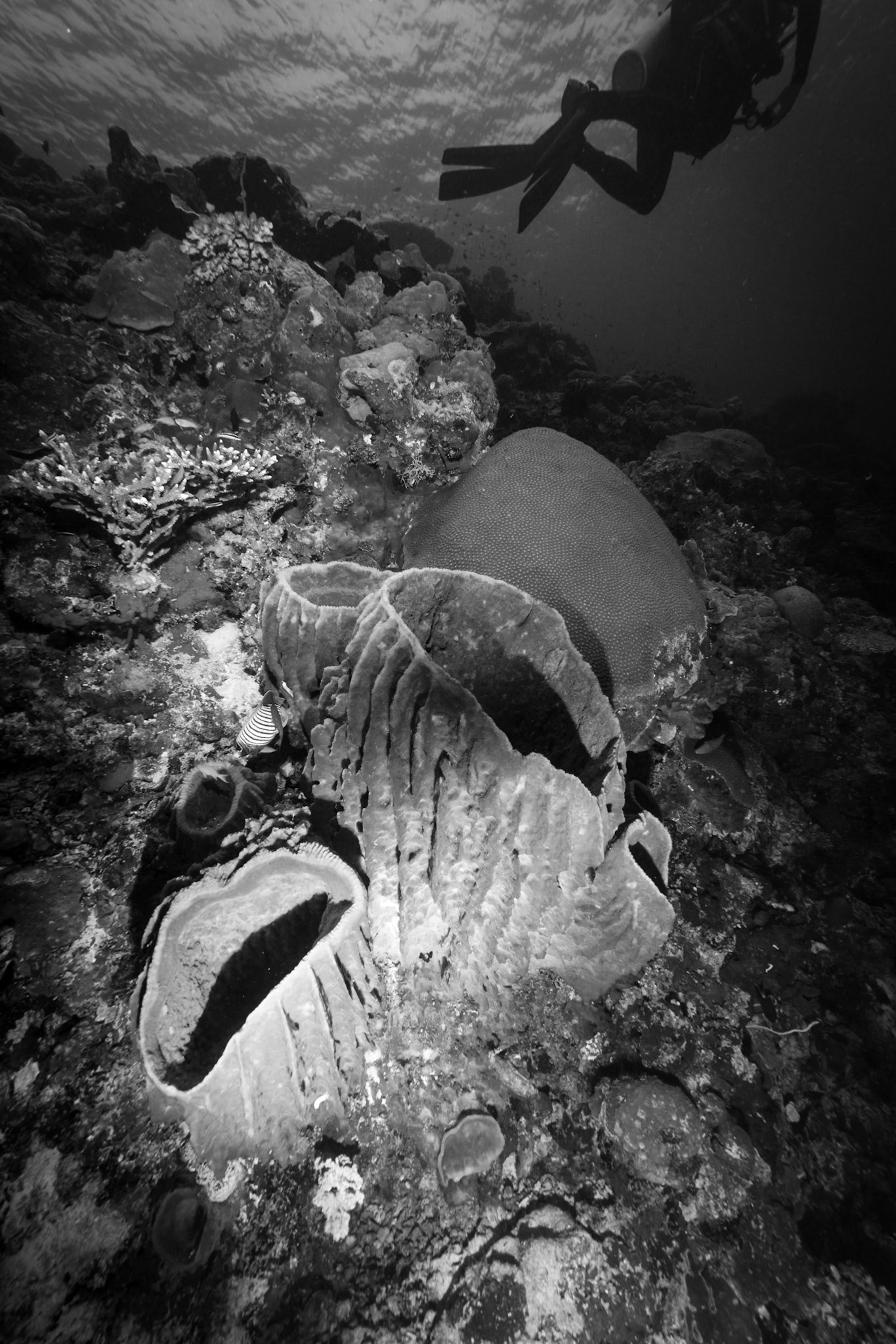 Hanging Gardens, Sipadan Islan-Malaysian Borneo 2011