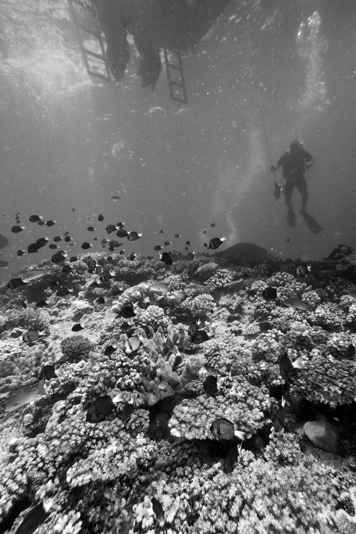 Beqa Lagoon, Fiji 2011