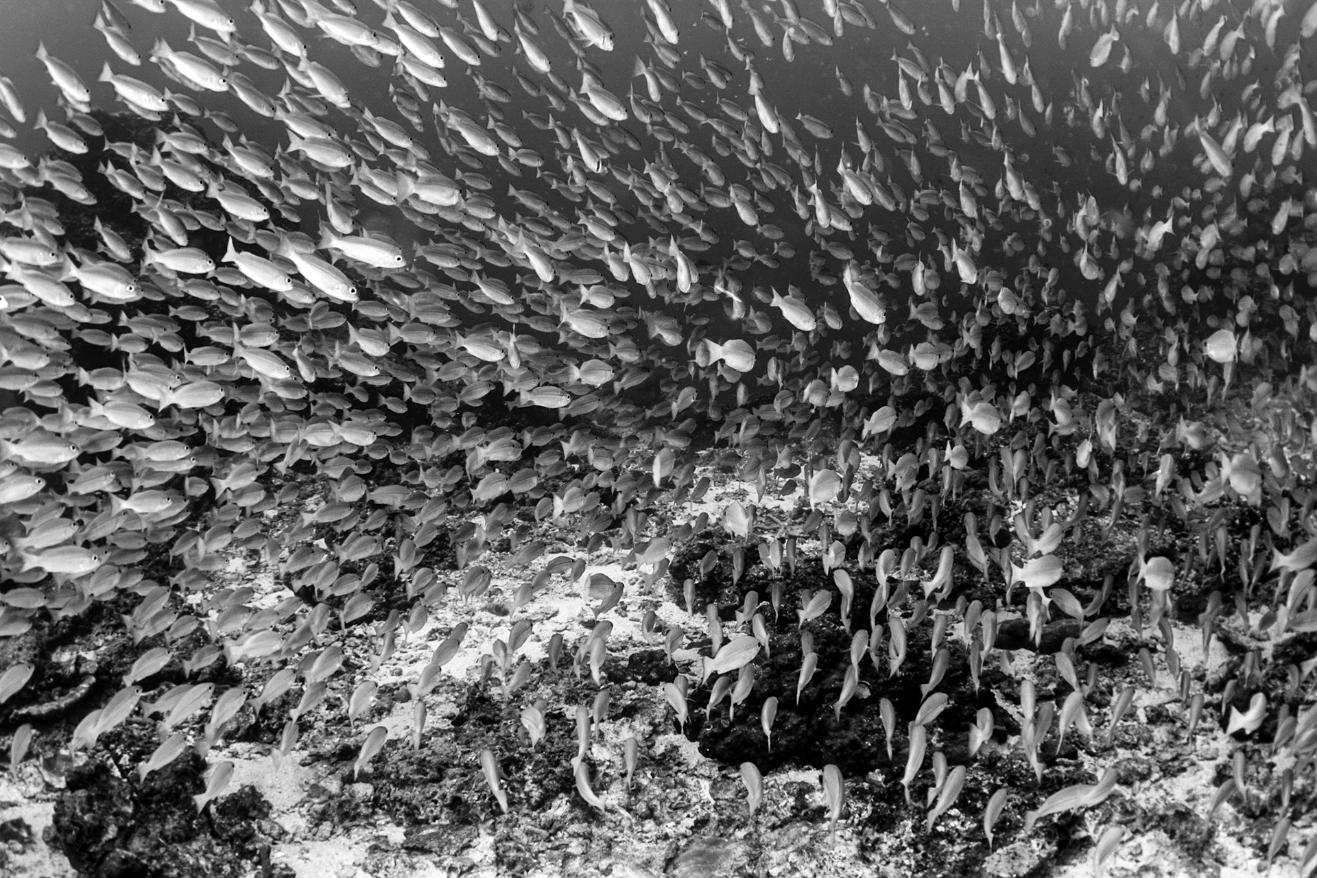 Richelieu Rock, Andaman Sea, Thailand