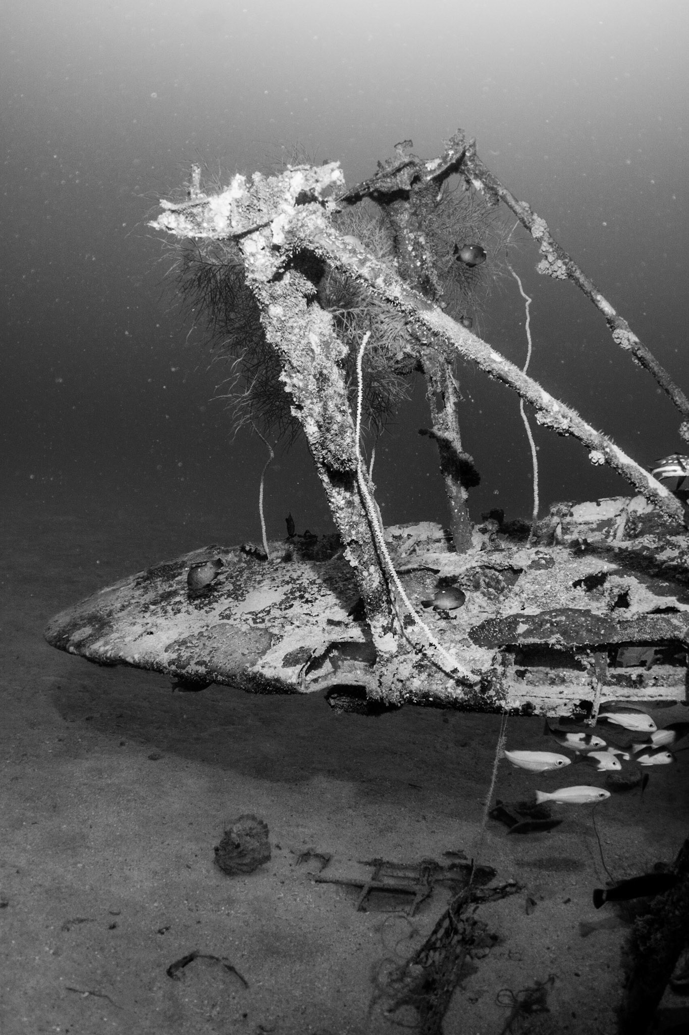 With the stabilizing floats long since lost to the deep ocean currents which the wreck is exposed to, on the western side of Nusa Lik (small Nusa), the support spars remain relatively intact awaiting closer inspection.
