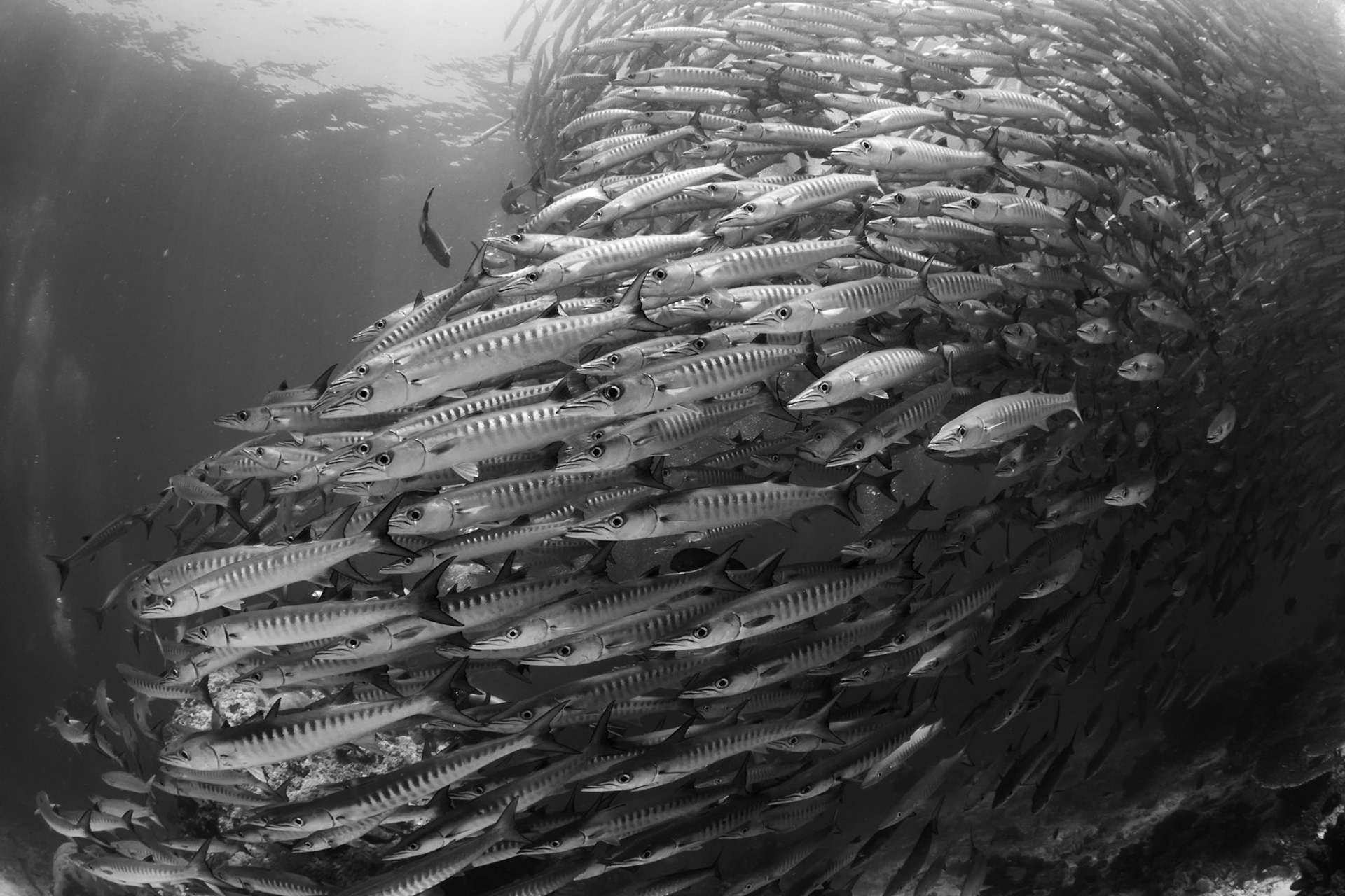 Sipadan, Malaysian Borneo 2011