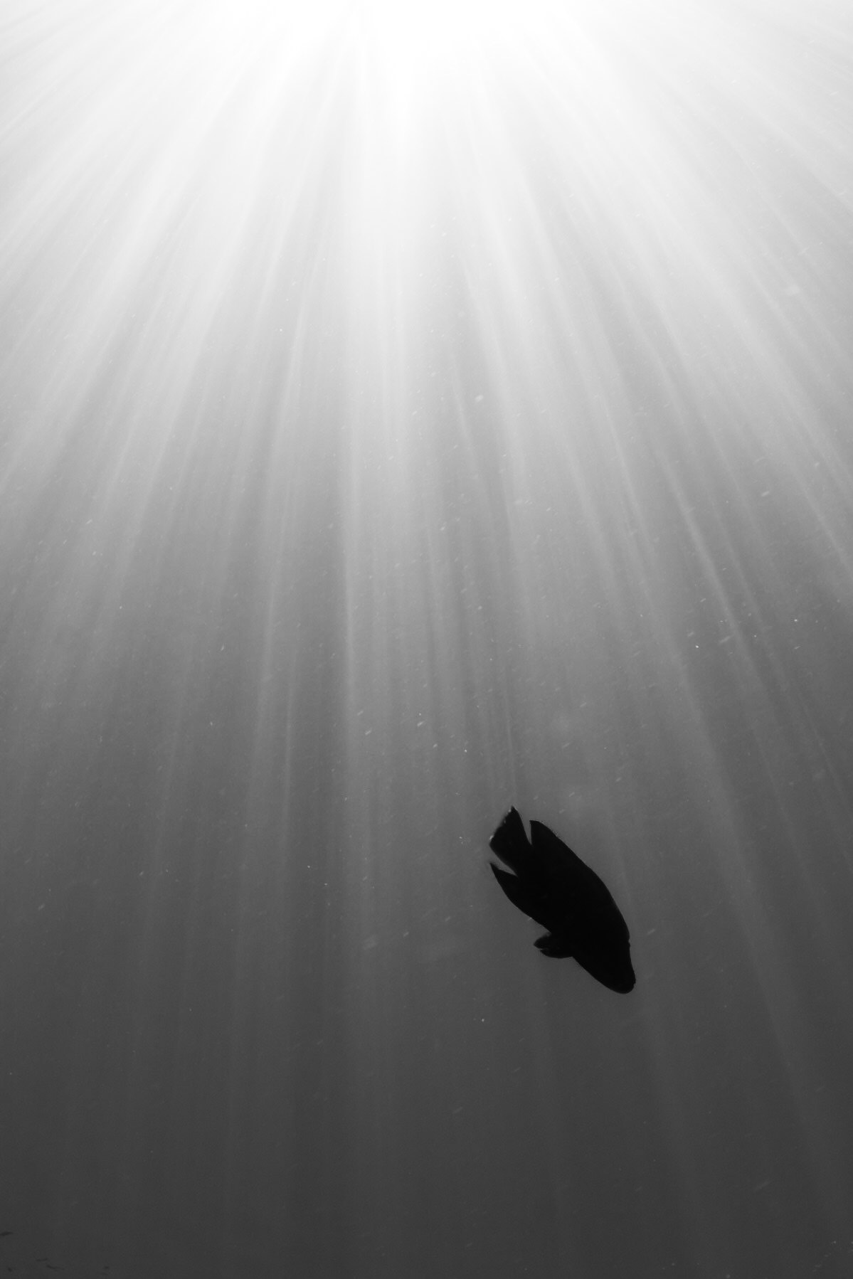 Hanging Gardens, Sipadan Islan-Malaysian Borneo 2011
