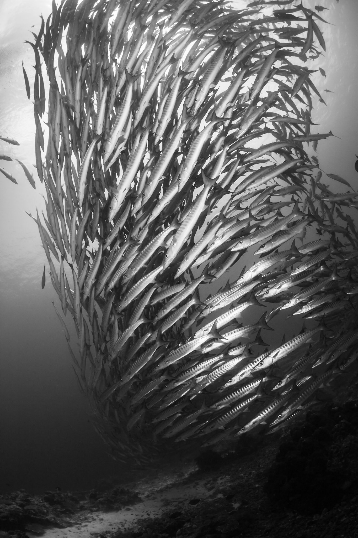 Sipadan, Malaysian Borneo 2011