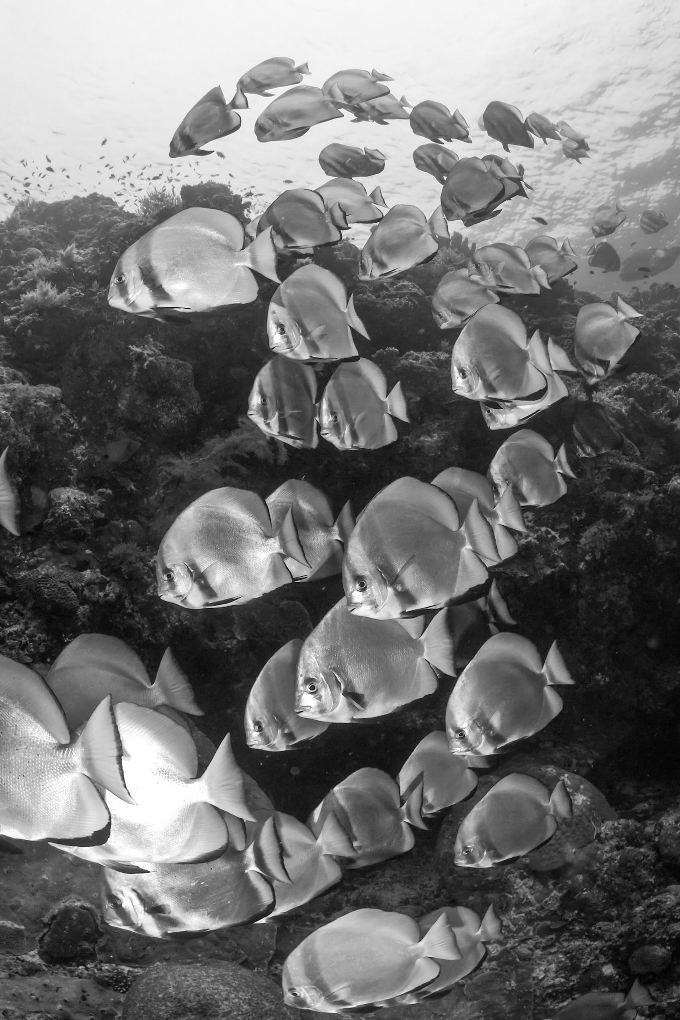 Hanging Gardens, Sipadan Islan-Malaysian Borneo 2011