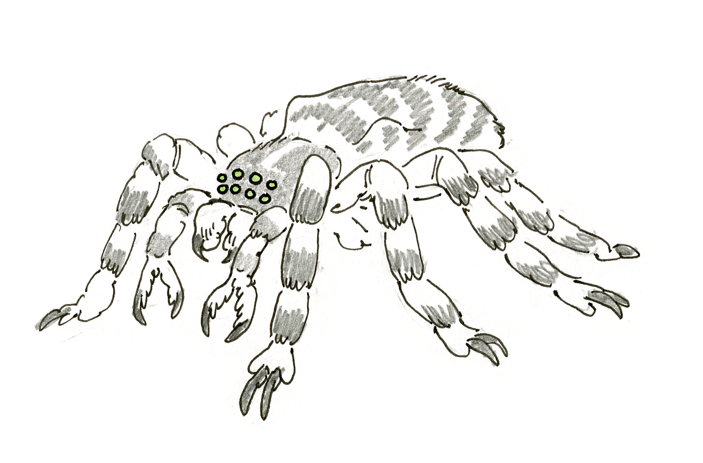 Tsuchigumo