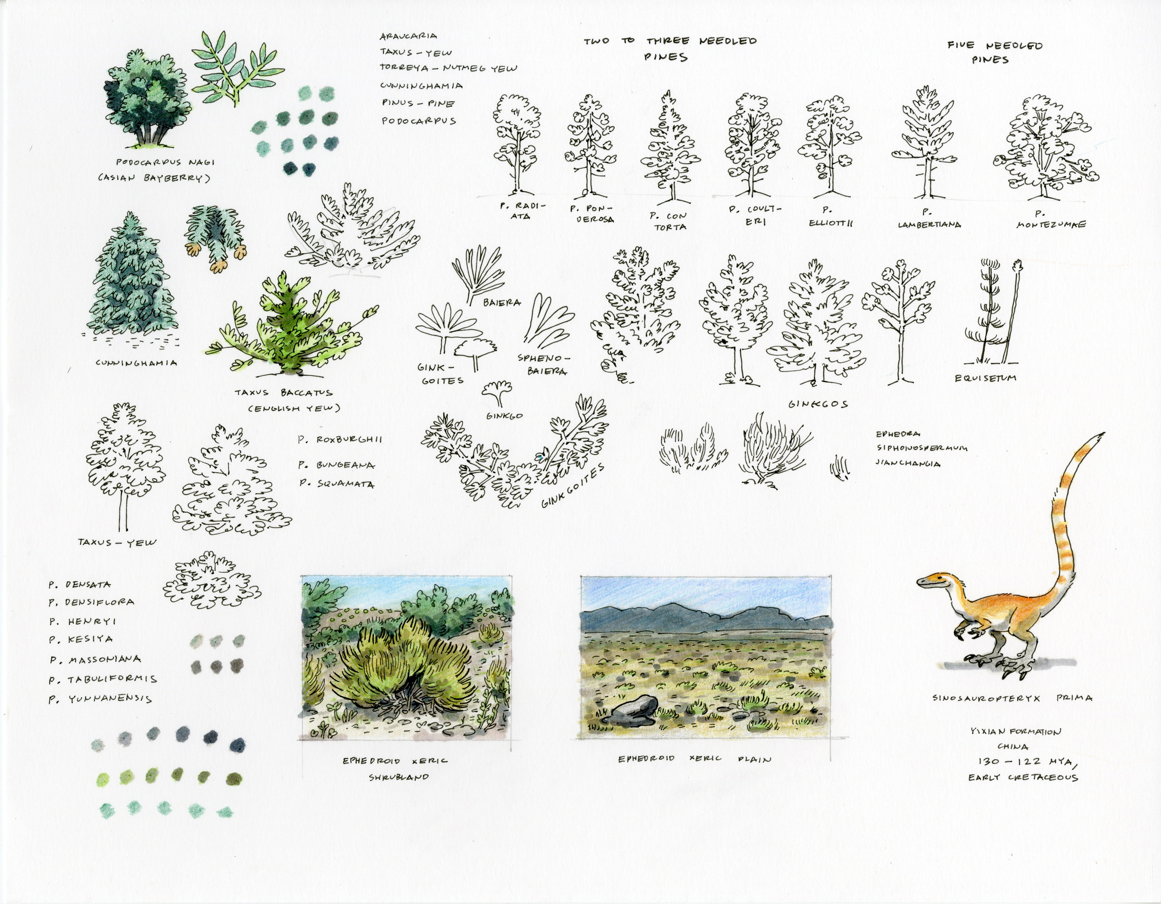 Yixian Formation Studies