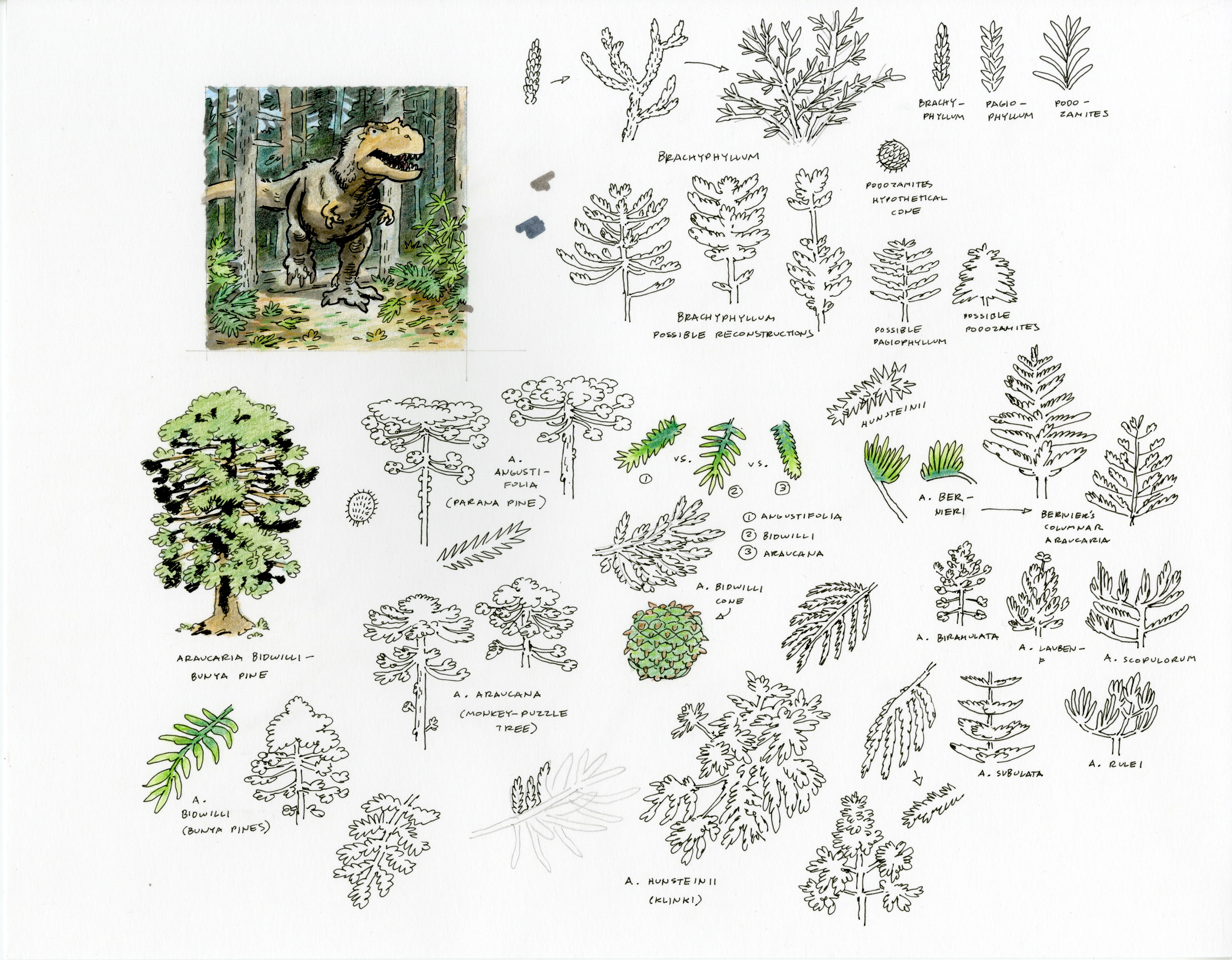 Yixian Formation Studies