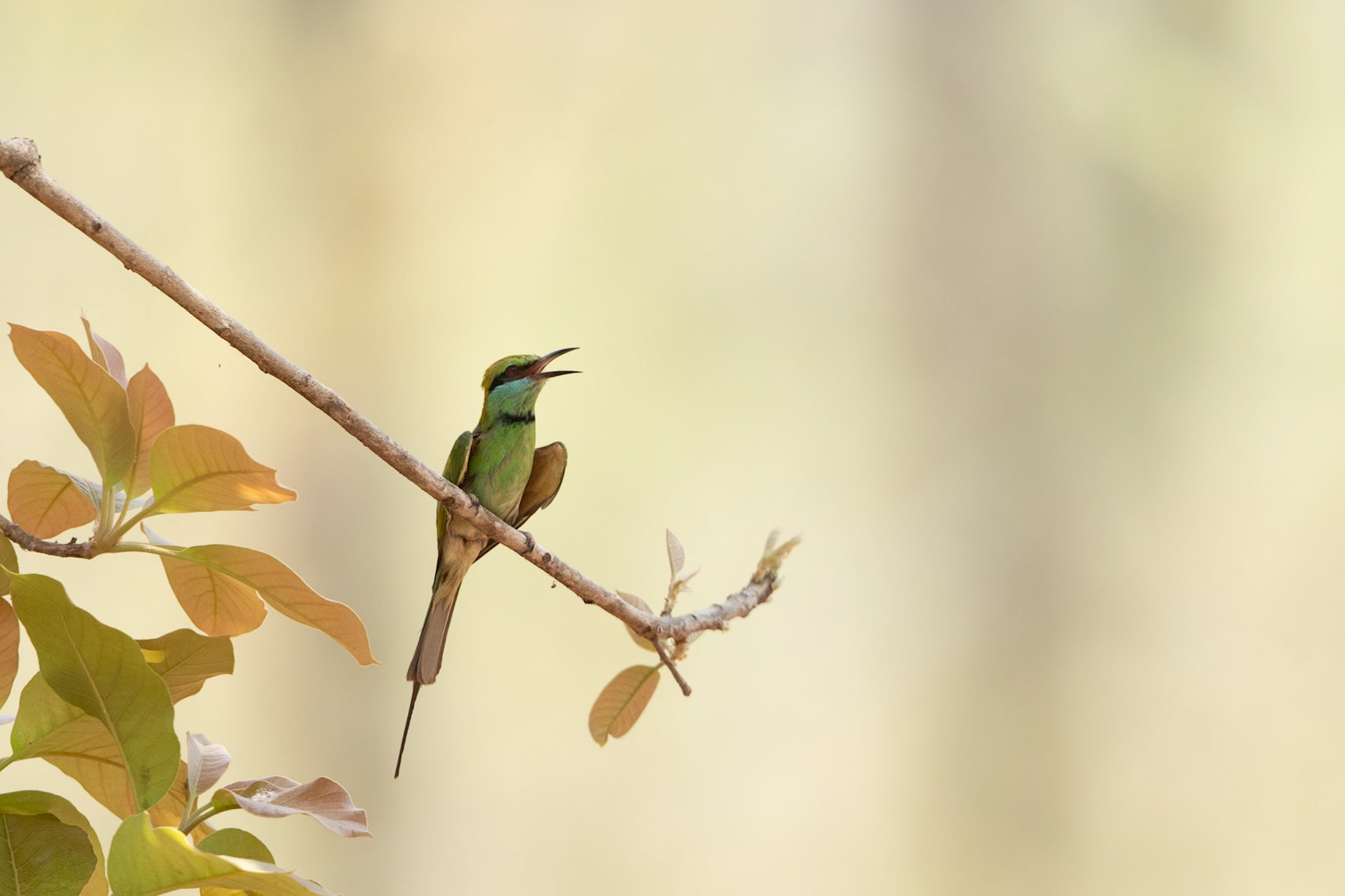 Chirping Bee Eater