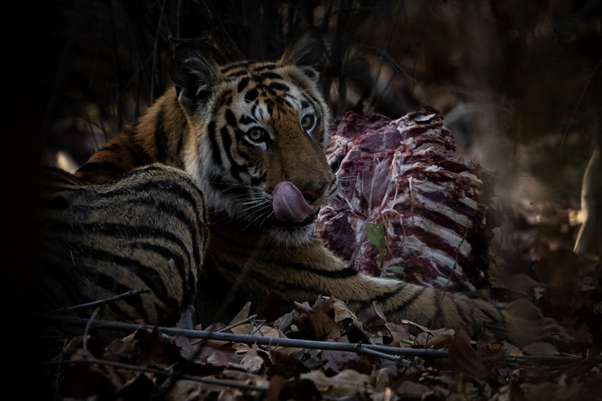 Young Cub on a kill in the buffer zone