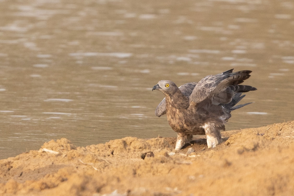 Crested Honey Buzzard