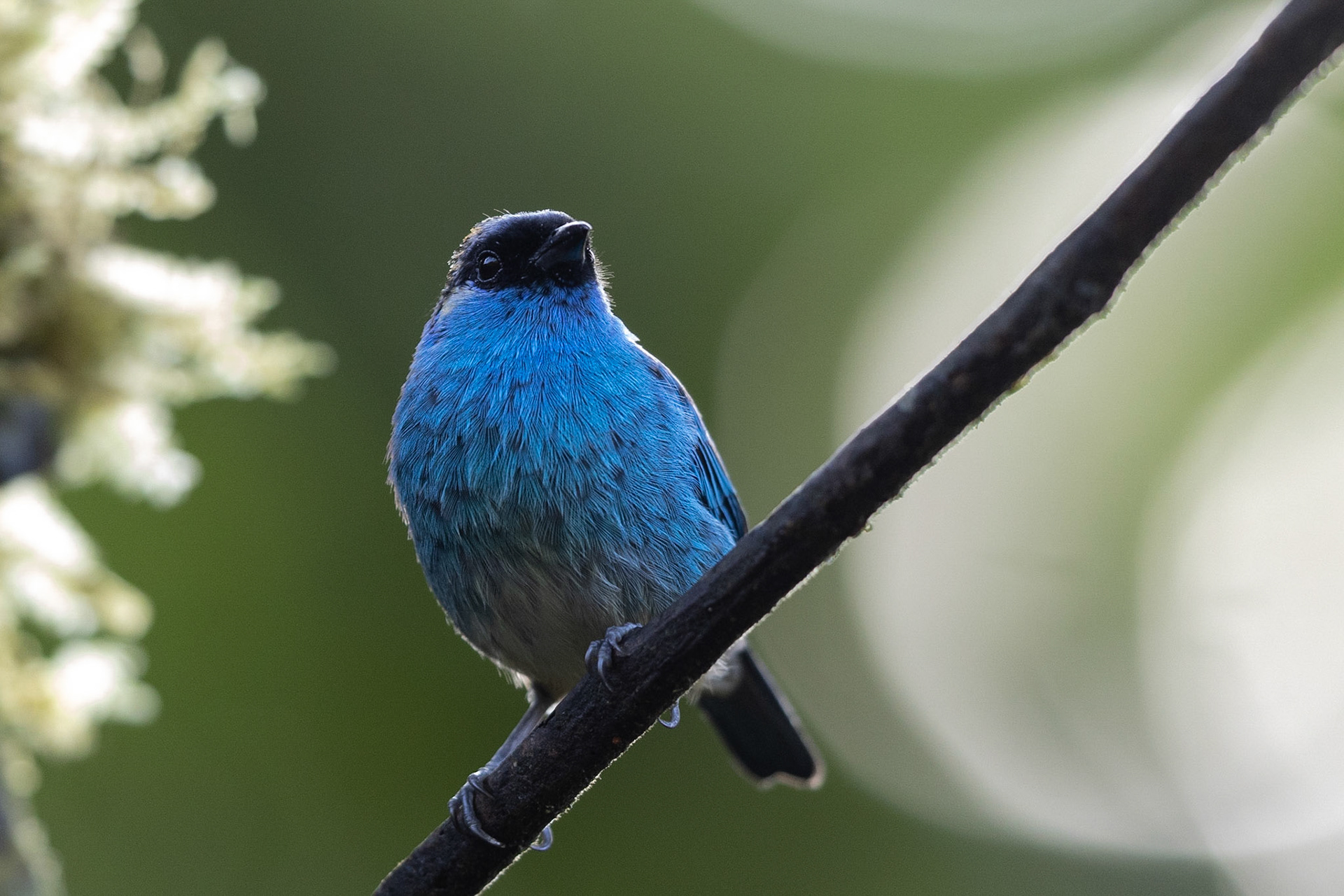 Birds and Mammels of the Cloud Forest