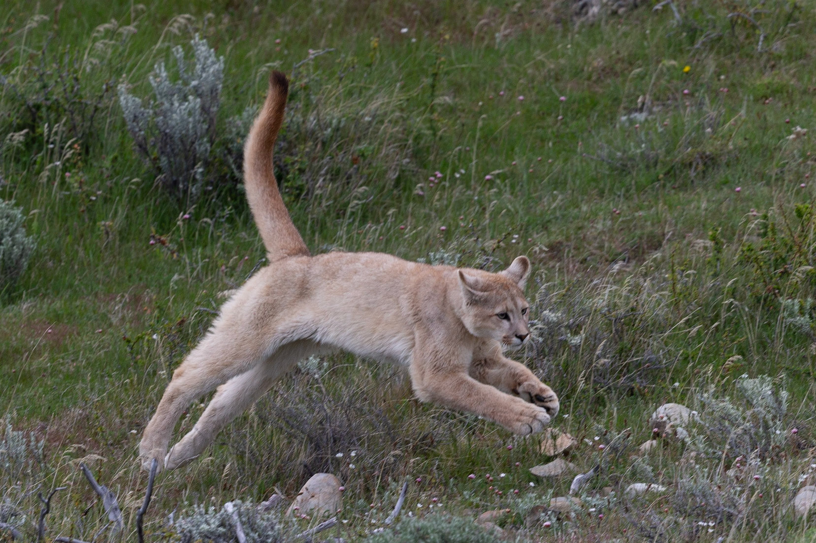 Pounce