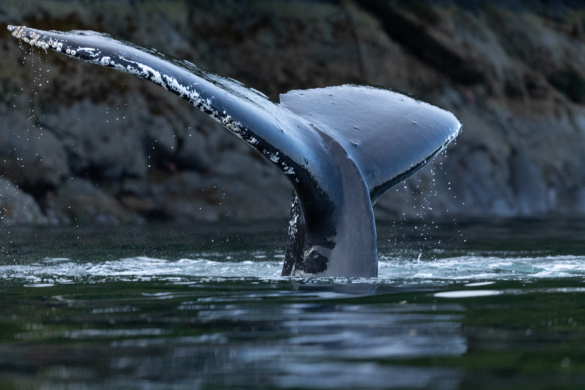 Wildlife of The Great Bear Rainforest