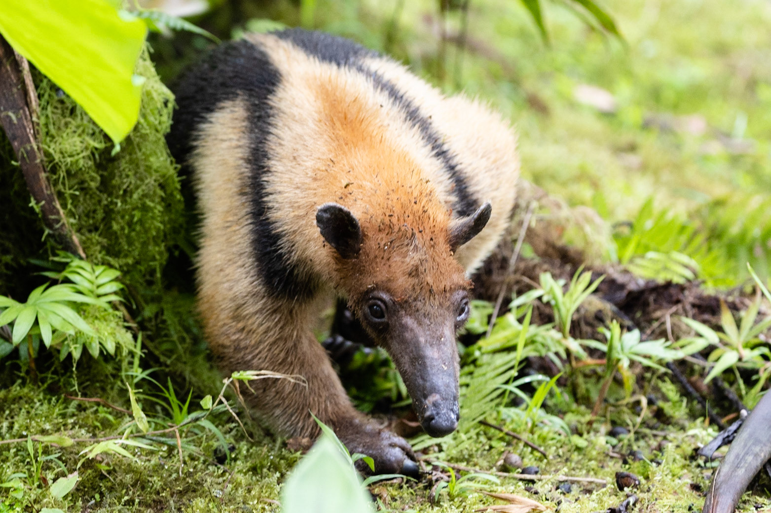 Birds and Mammels of the Cloud Forest