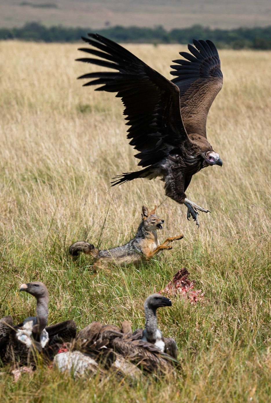 A lone Jackal defends a lion kill from the encroaching vultures. Eventually the Lappet faced vultures become to aggressive for the Jackal and chase him off whilst the with backed vultures look on