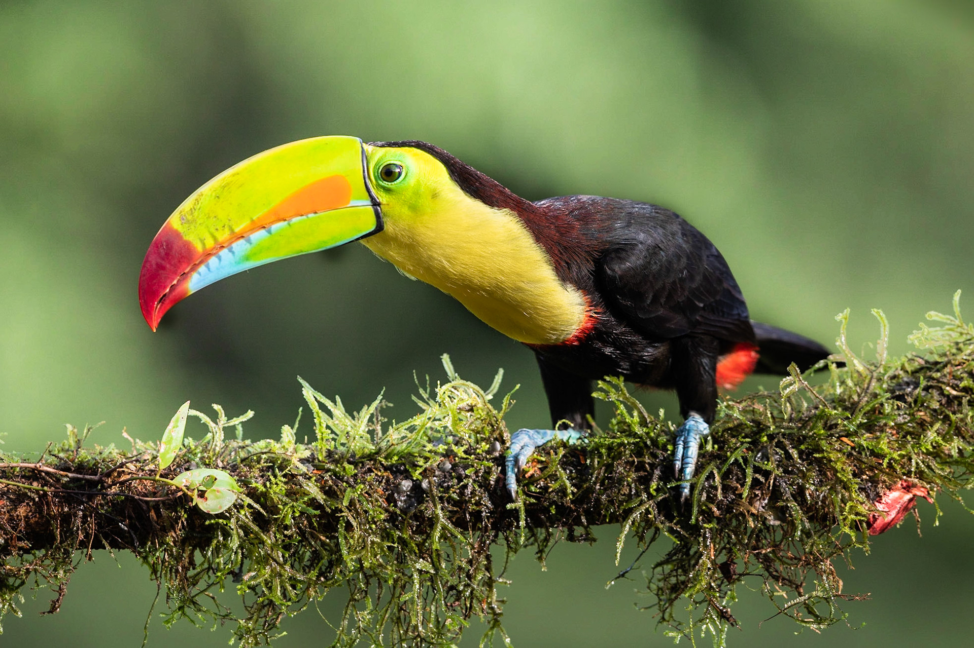 Keel Billed Toucan