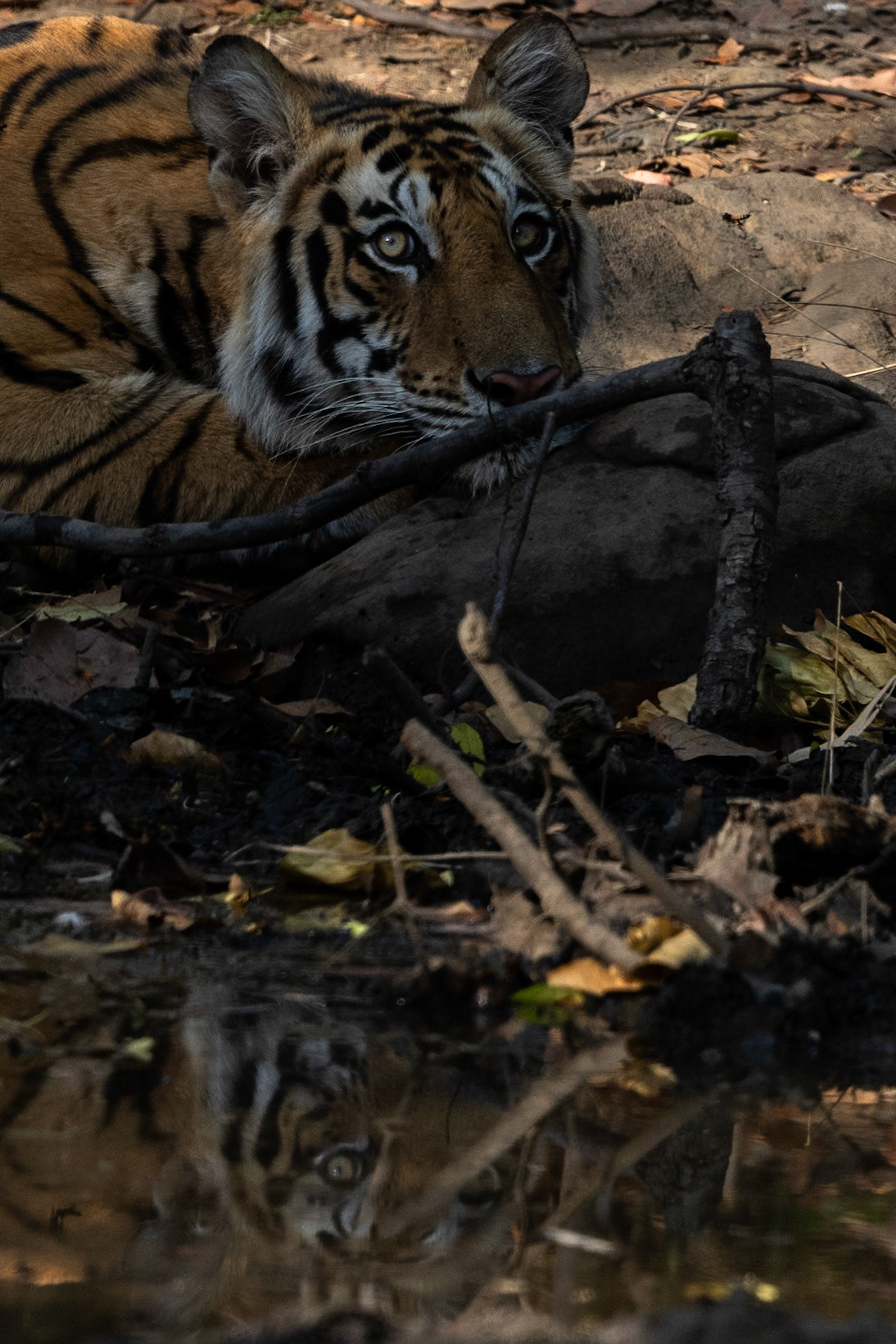 Early Morning sighting of a mother and 3 cubs in the buffer zone in bandhavgarh