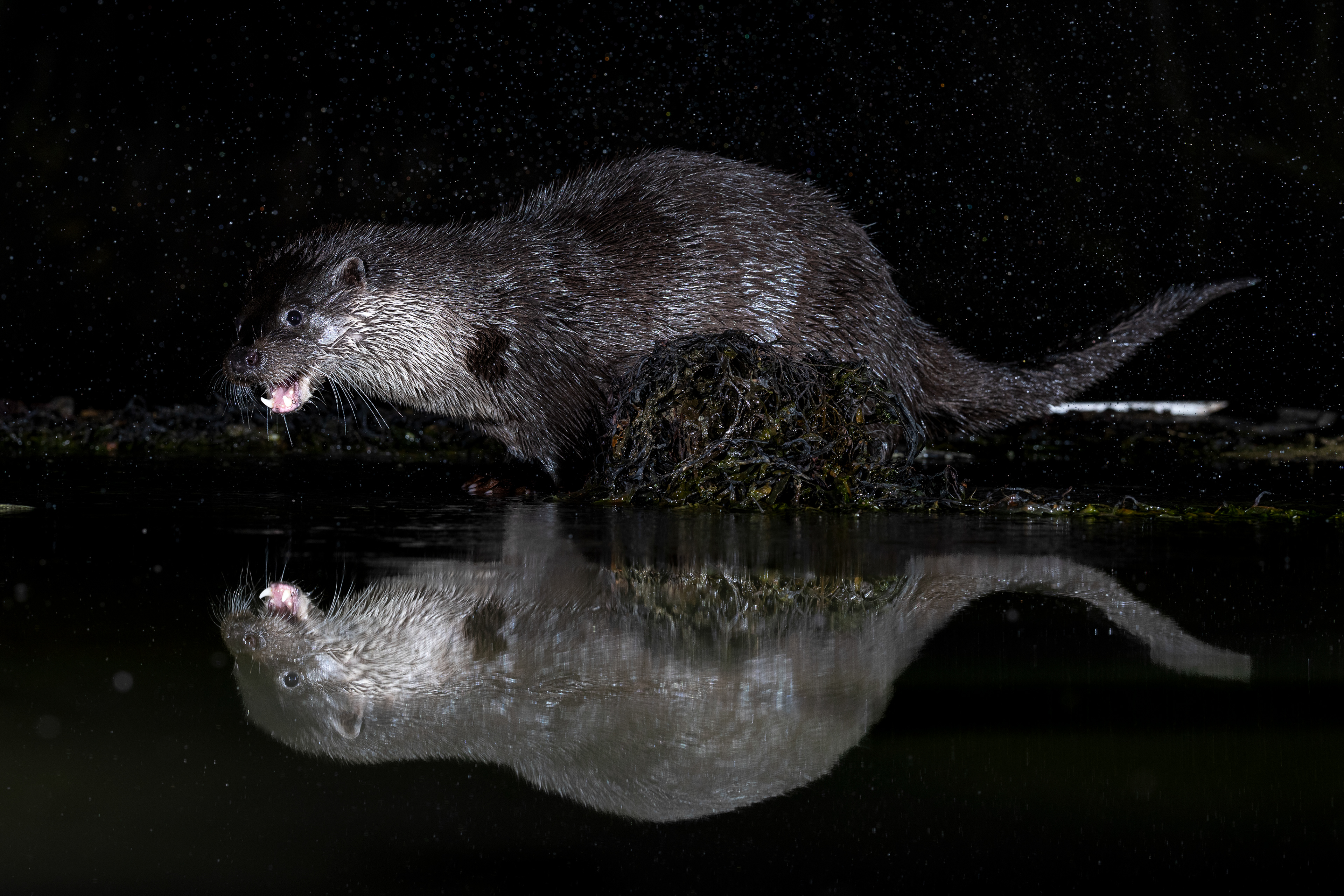 Otter