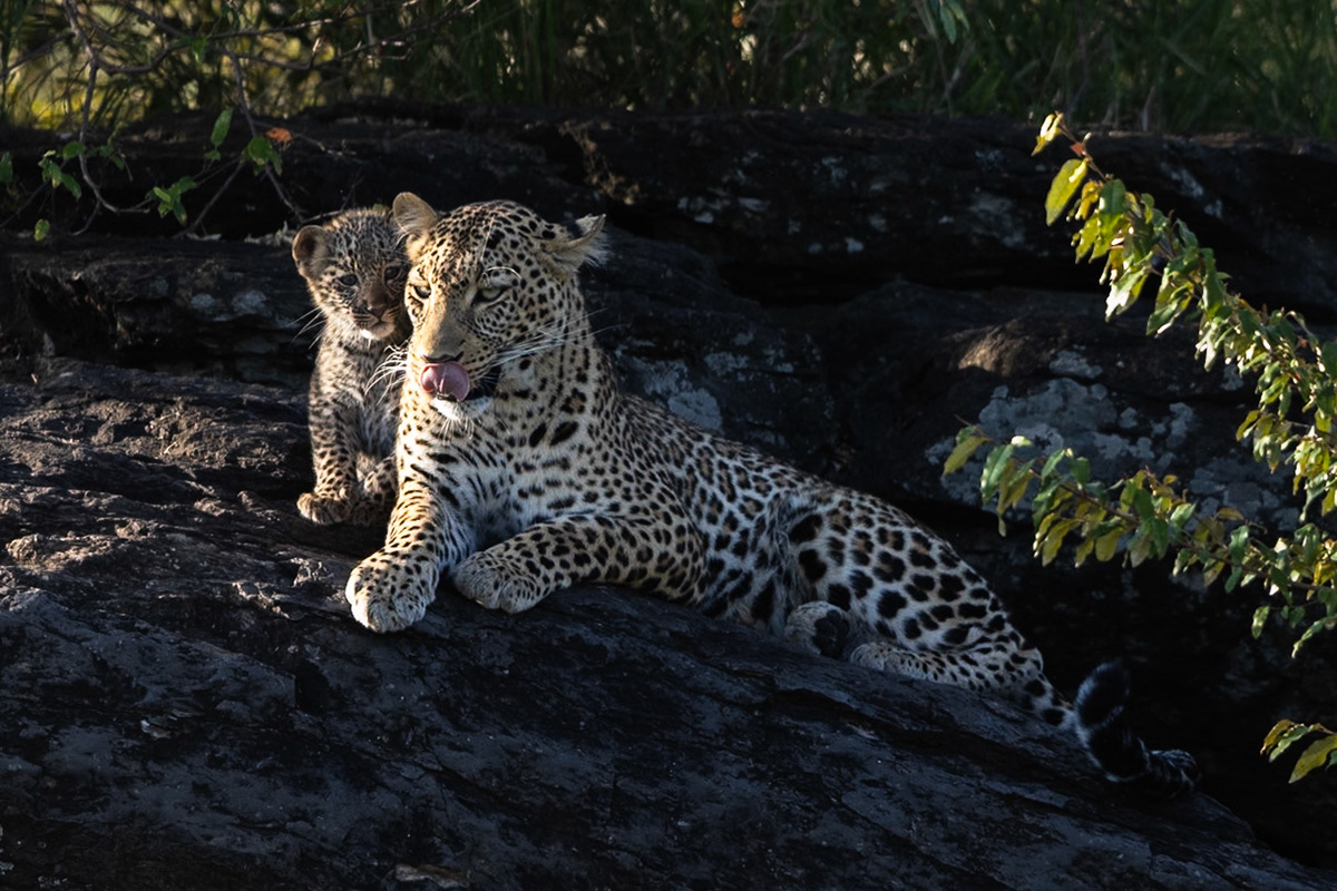 We watched the Natito, the mother of the cub return to the area she had left them and then call them out of hiding to sit with her.