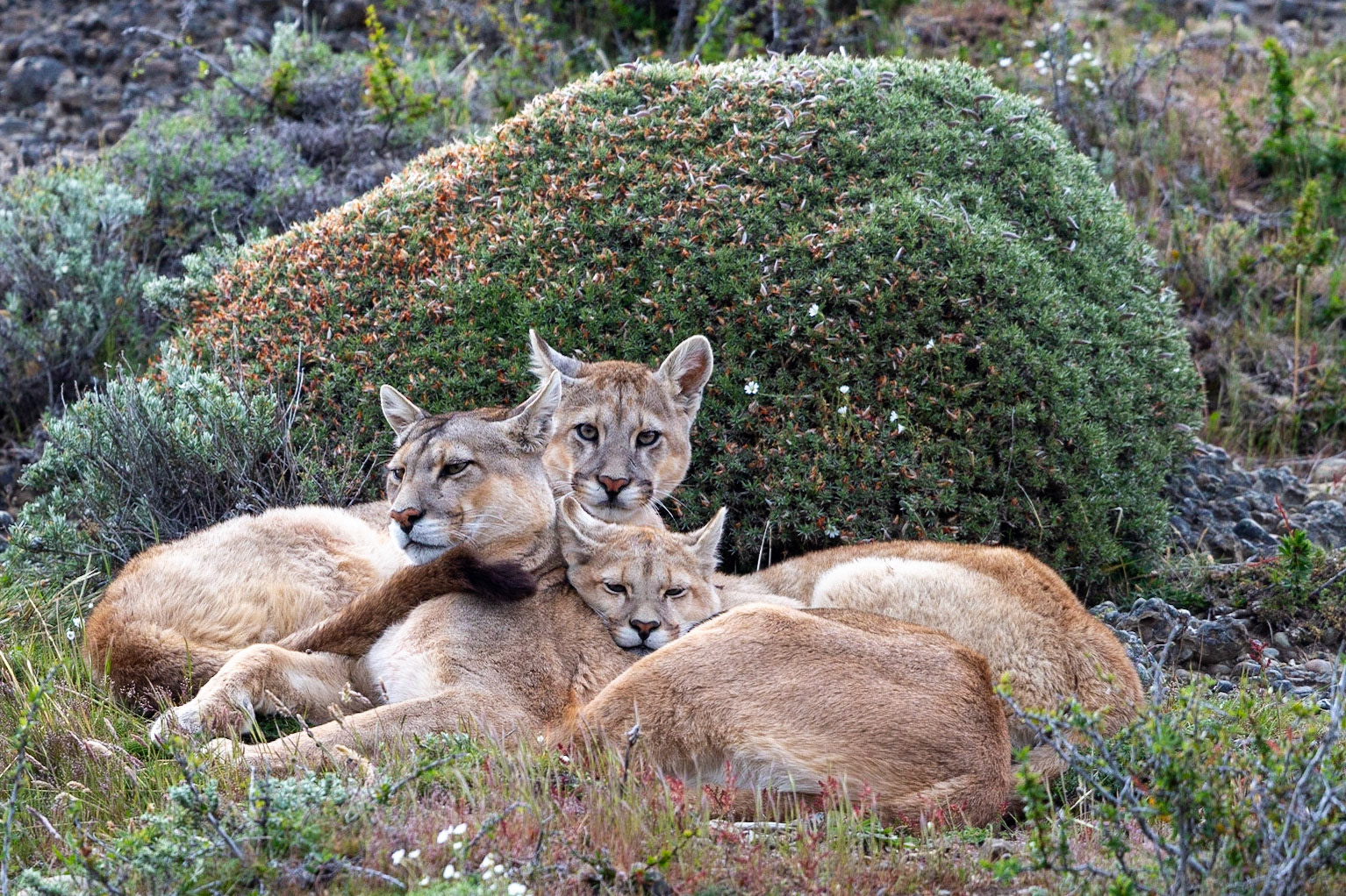 Rupestre and Family