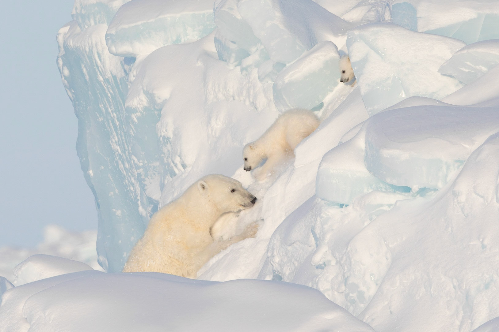 I was camping out on sea ice in March off of Baffin Island when we found a Polar bear with 2 small cubs sheltering on an Iceberg stuck in the snow. We watched from the base of the iceberg until she eventually came down assisting the cubs on the way.