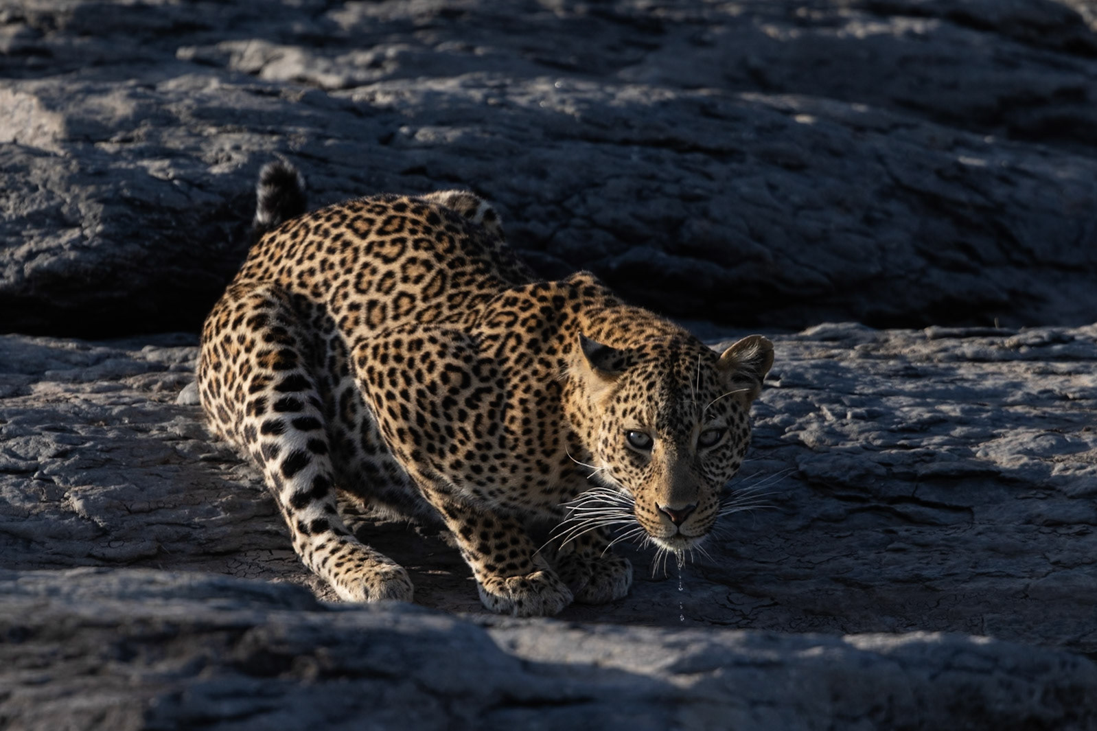 Leopard taking a drink from a water pool on the Granite outcrop