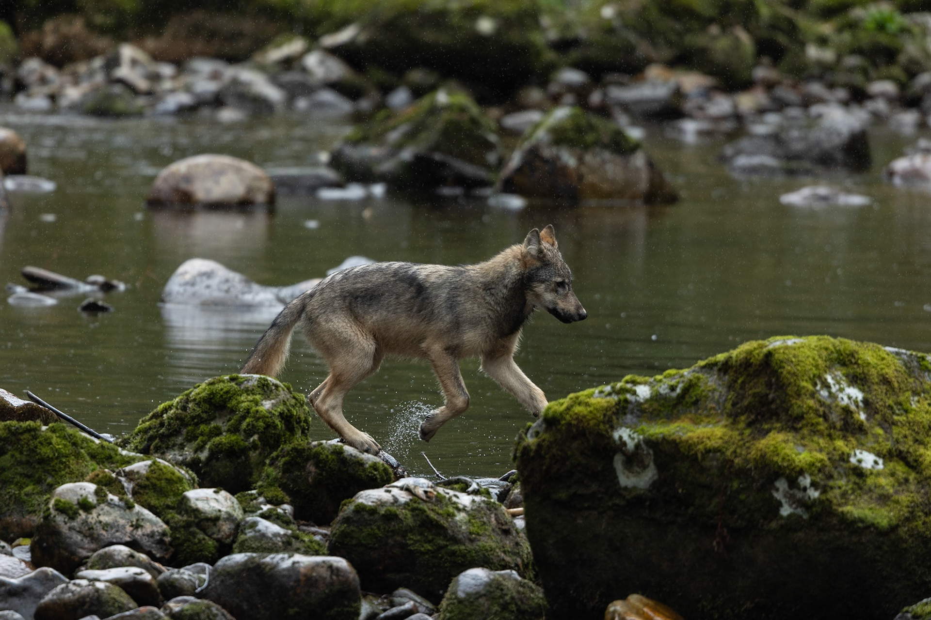 We heard the wolves calling in the great bear rainforest as we waited by the hide on the river. We looked up stream and saw this lone wolf crossing the river