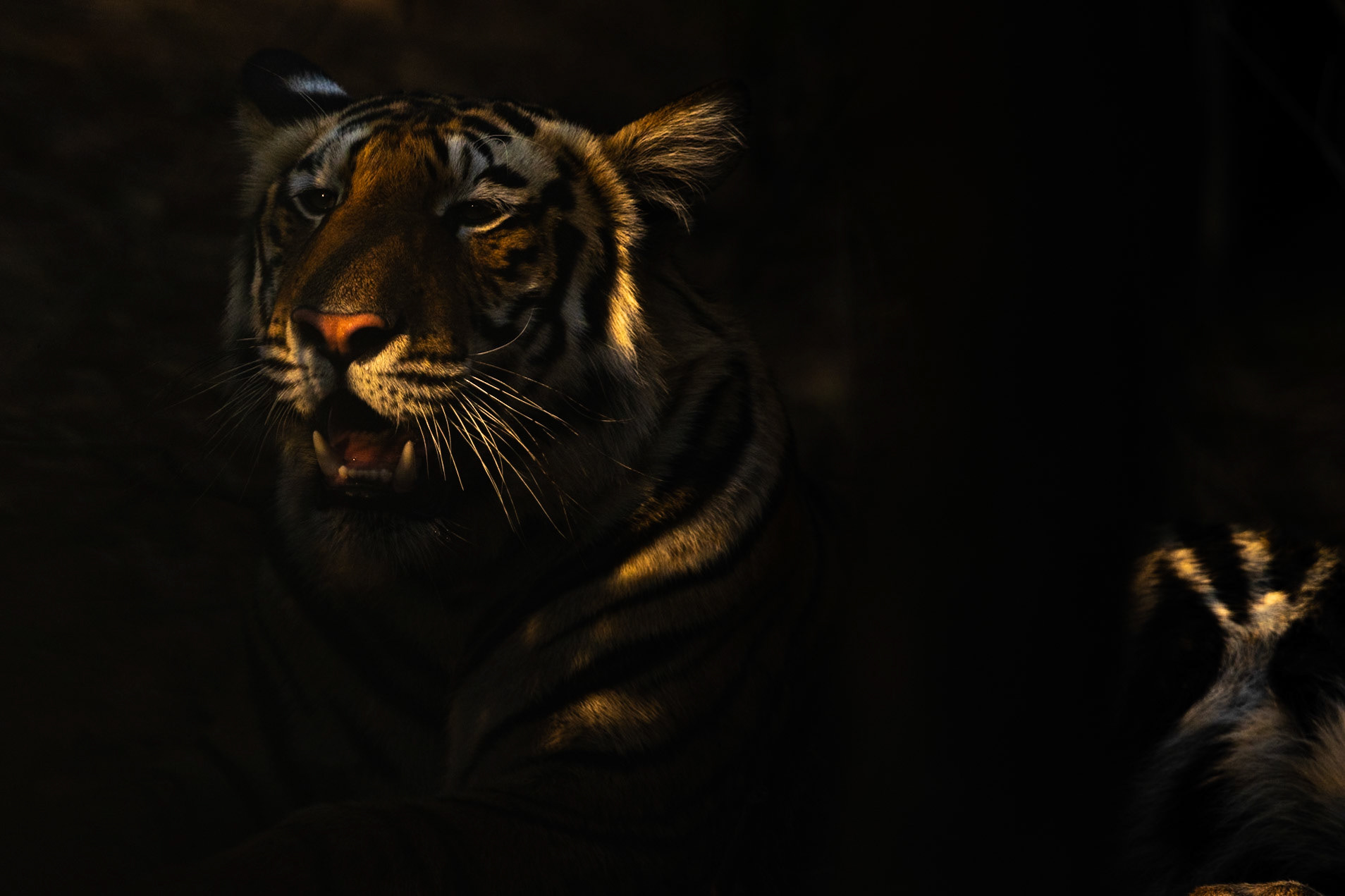 Tiger in the shade
