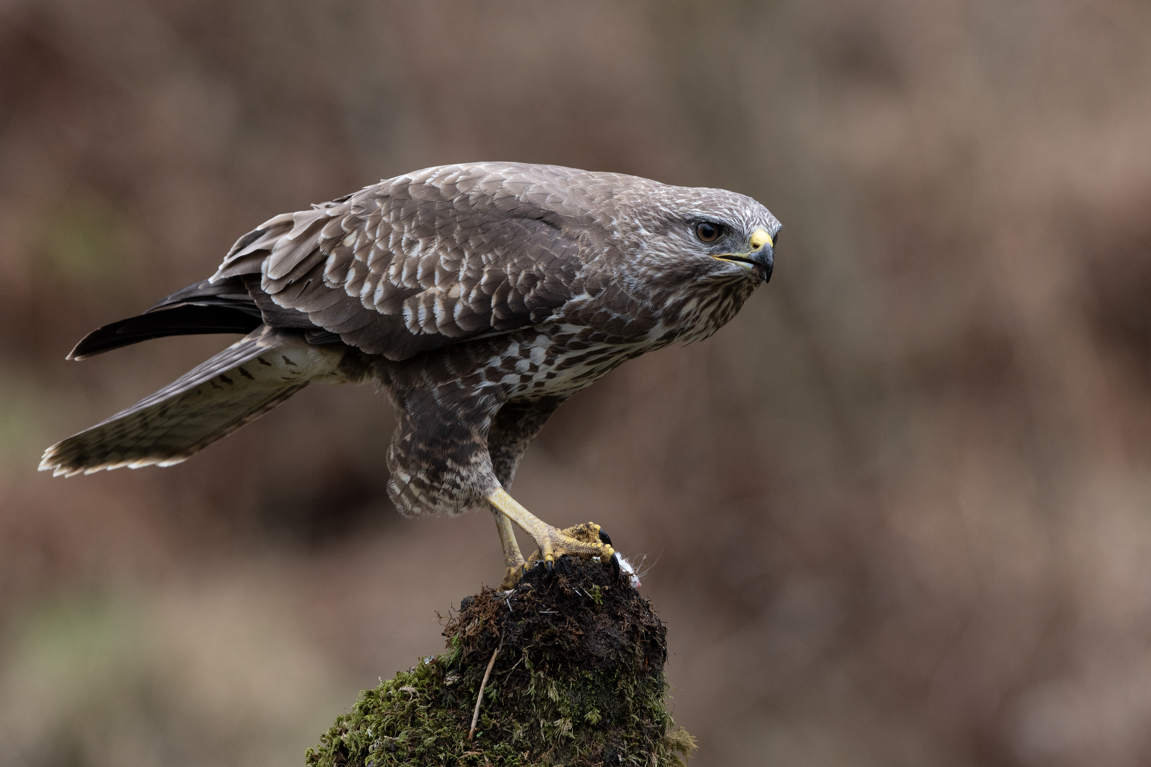 Buzzard