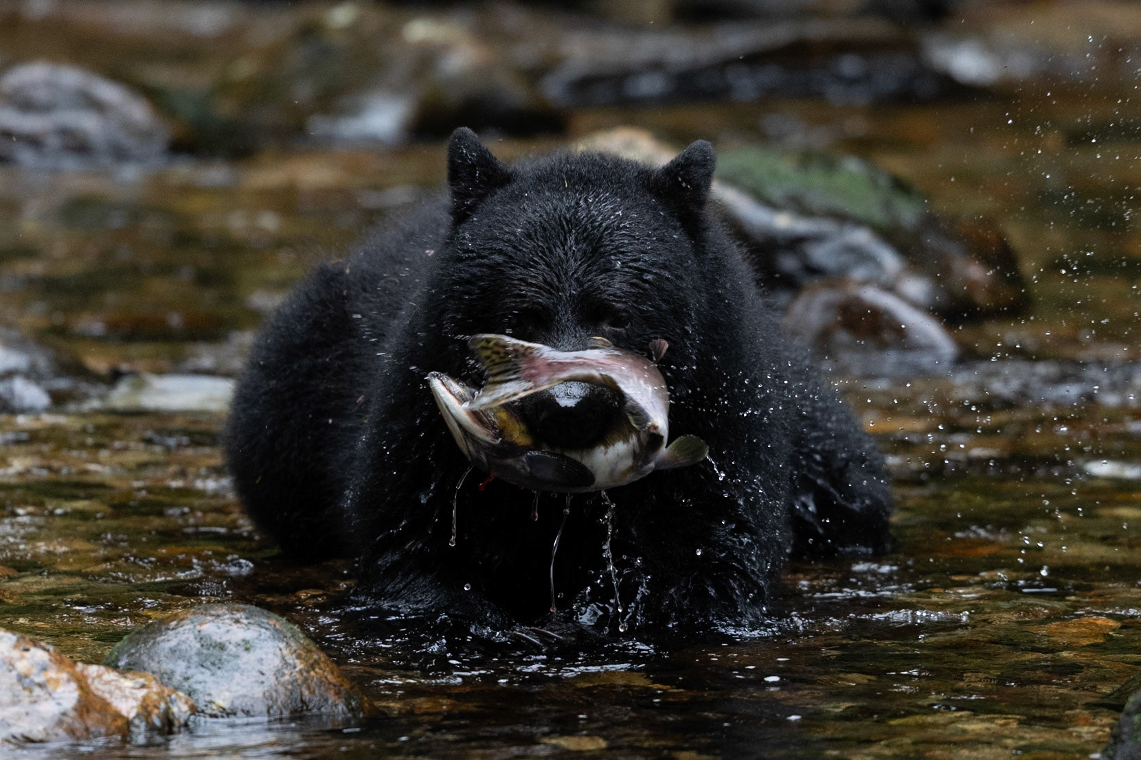 This black bear wandered down the river catching fish as we watched from the bank close by