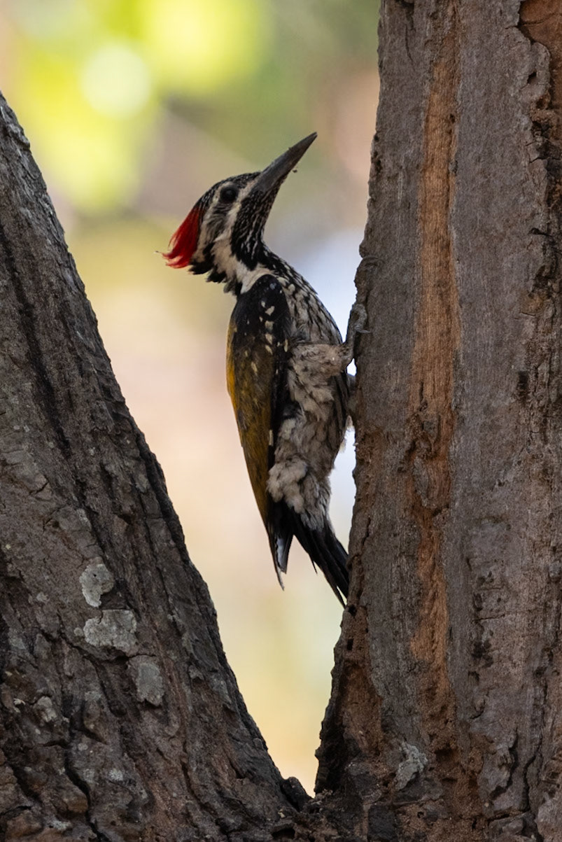 Black Rumped Flameback