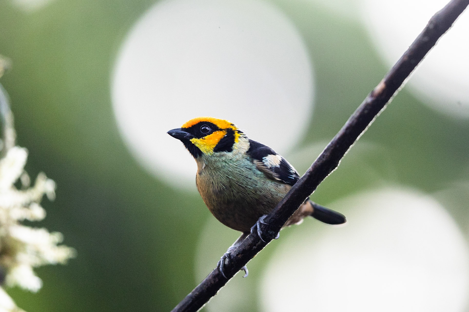 Birds and Mammels of the Cloud Forest
