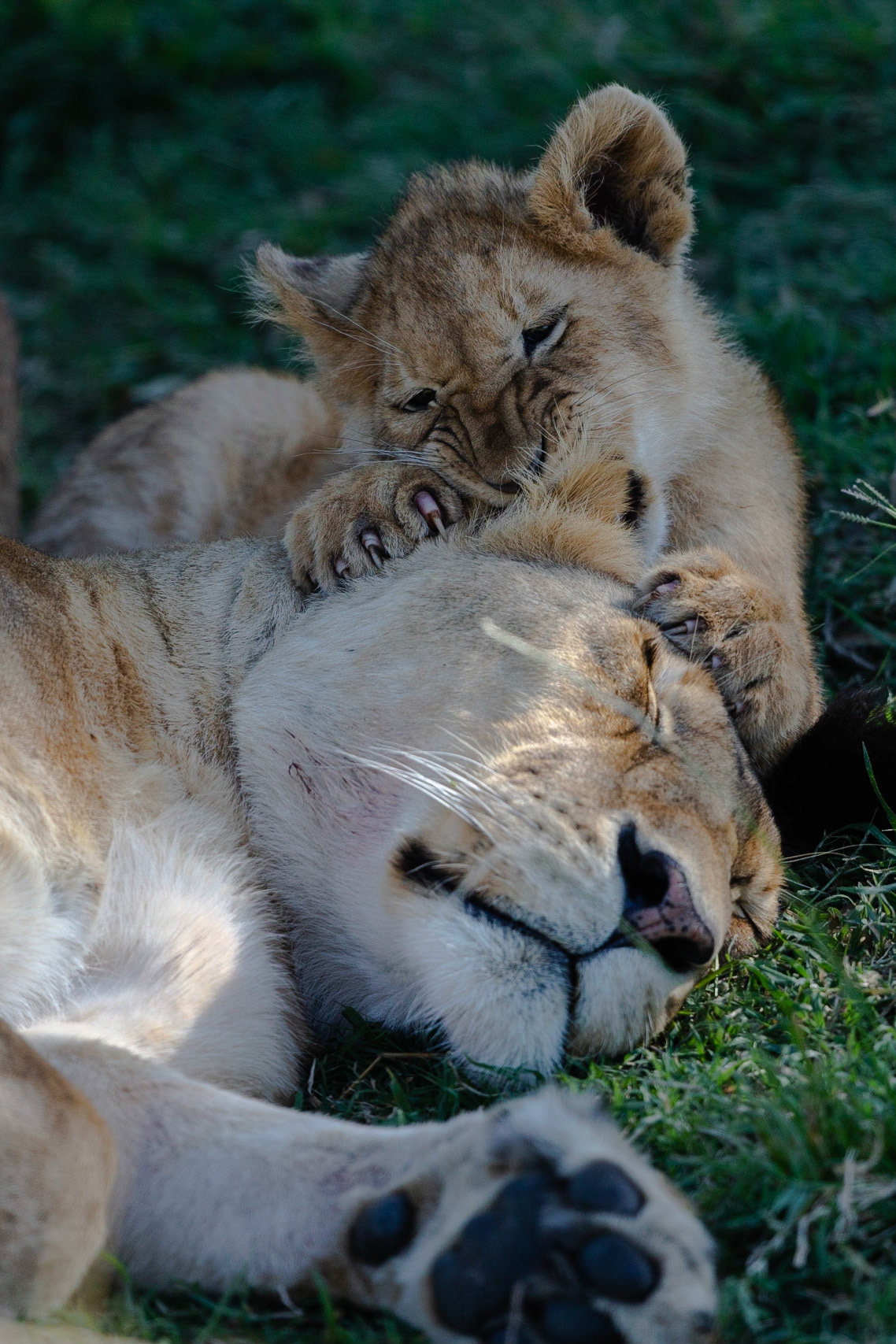 Various Wildlife Scenes