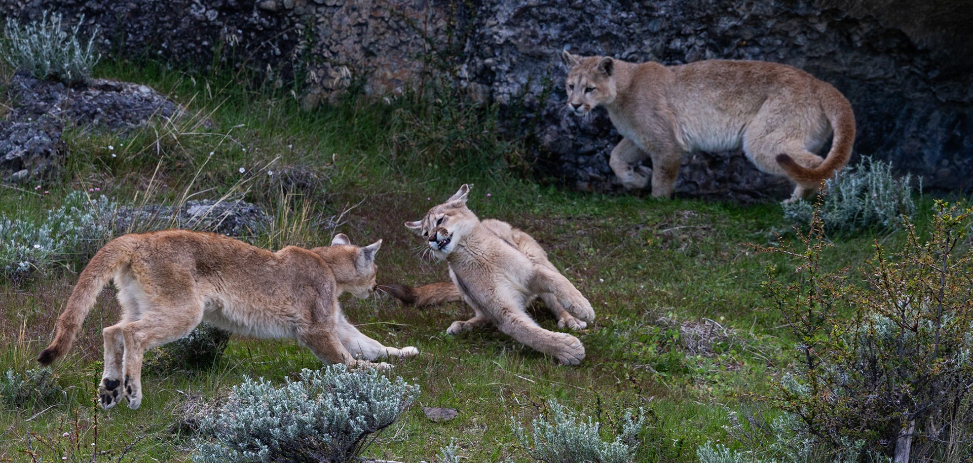 Playful Cubs