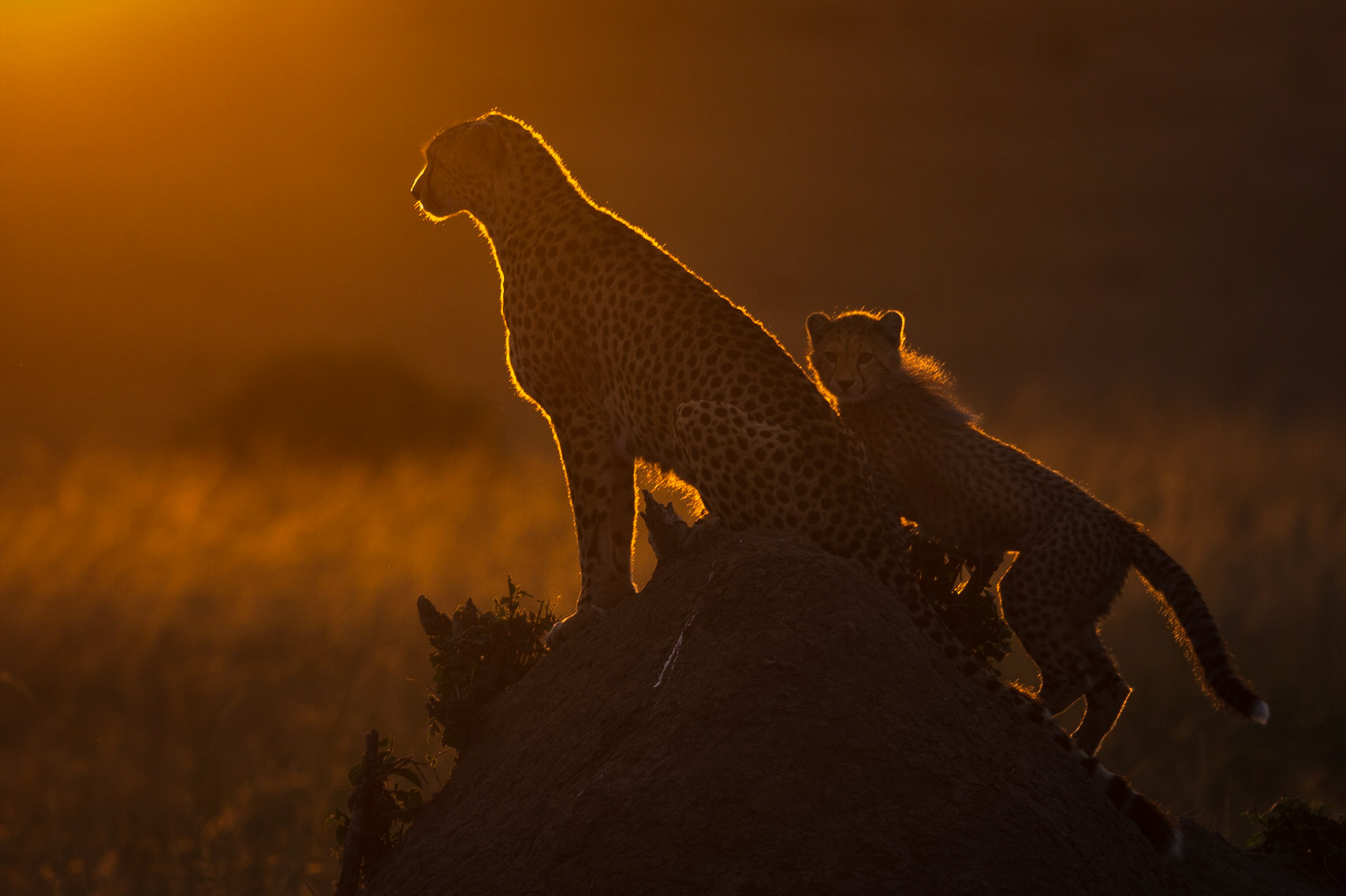 A cheetah with cub surveys the horizon for prey as the sun comes up