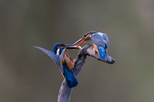 Common Kingfisher brings fish for a mate