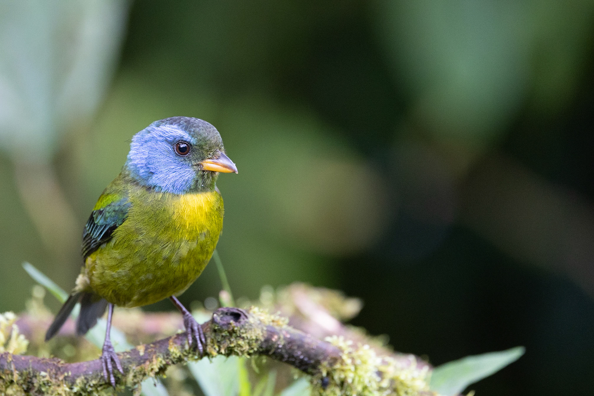 Birds and Mammels of the Cloud Forest