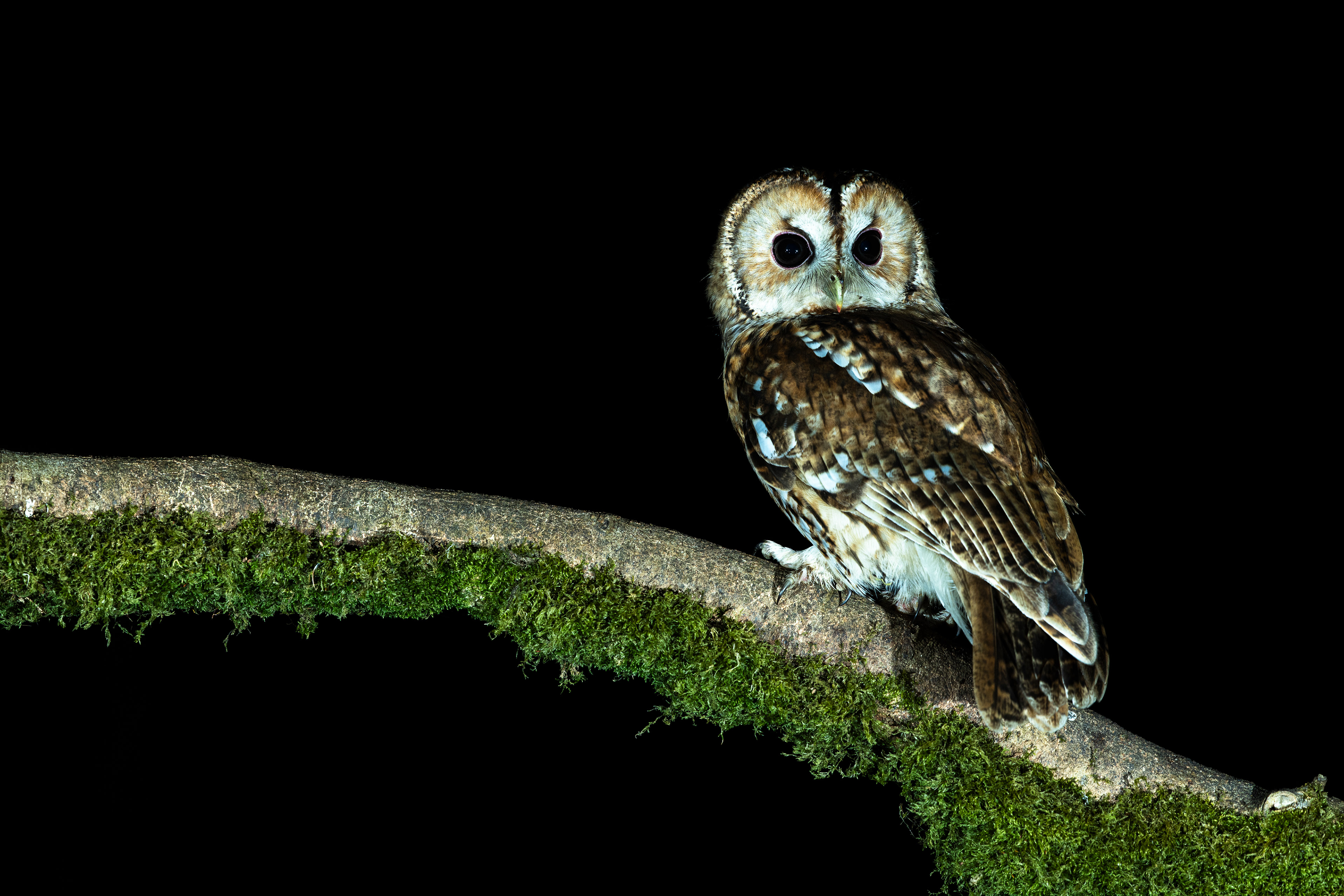 Tawny Owl