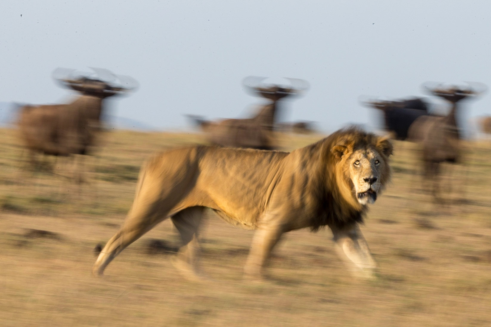 I took this picture of a lion walking through a Wildebeast herd on the Masai Mara, Kenya at 1/10th second to try to capture the motion in its stride.