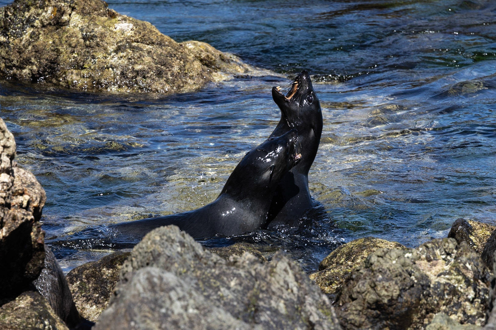 Guadeloupe Fur Seal