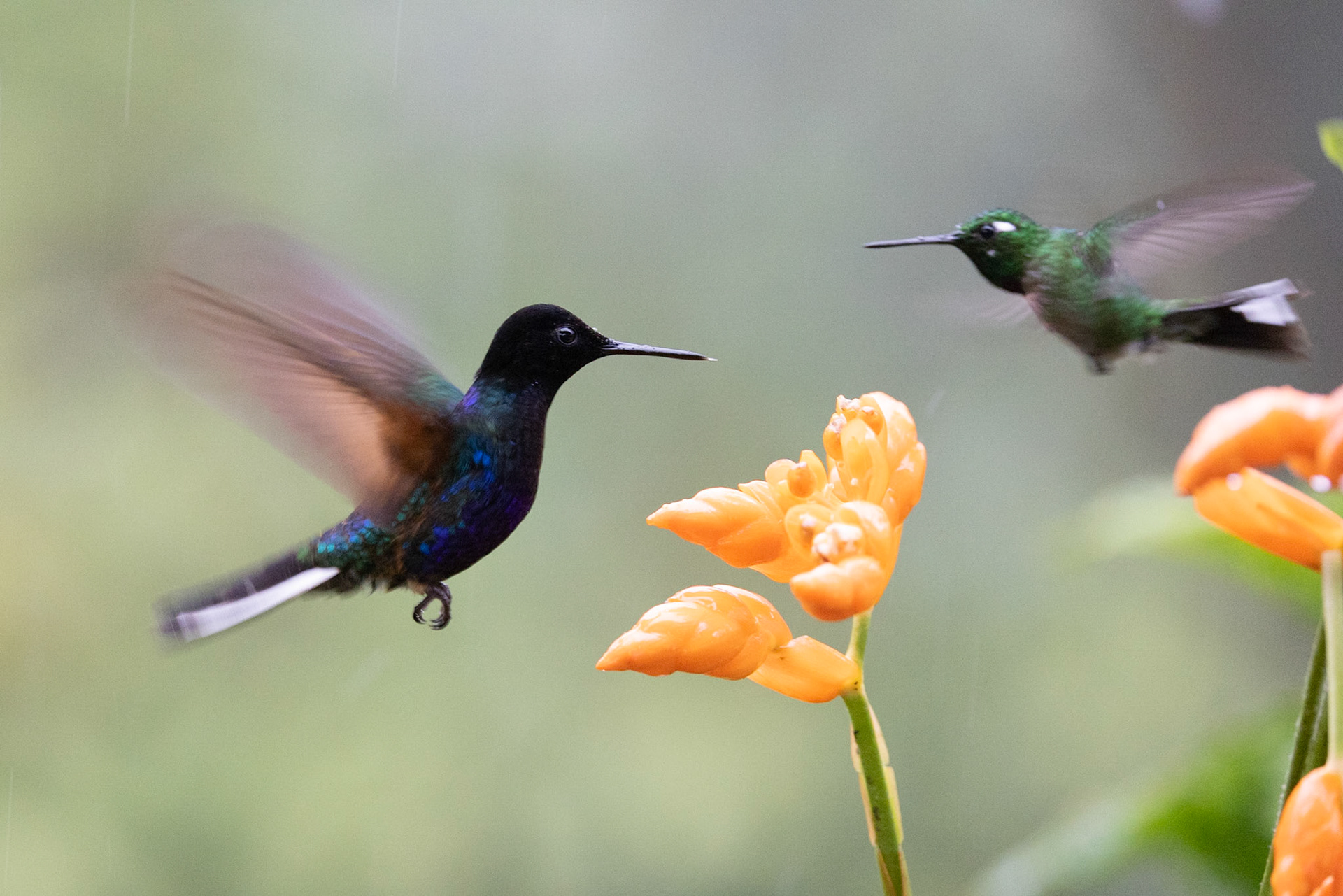 Birds and Mammels of the Cloud Forest
