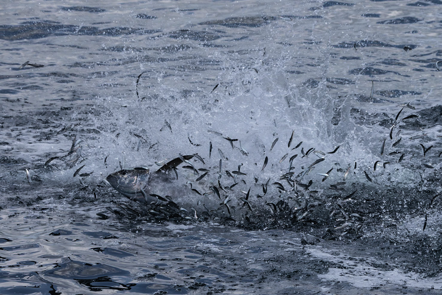 Animals of the Galapgos