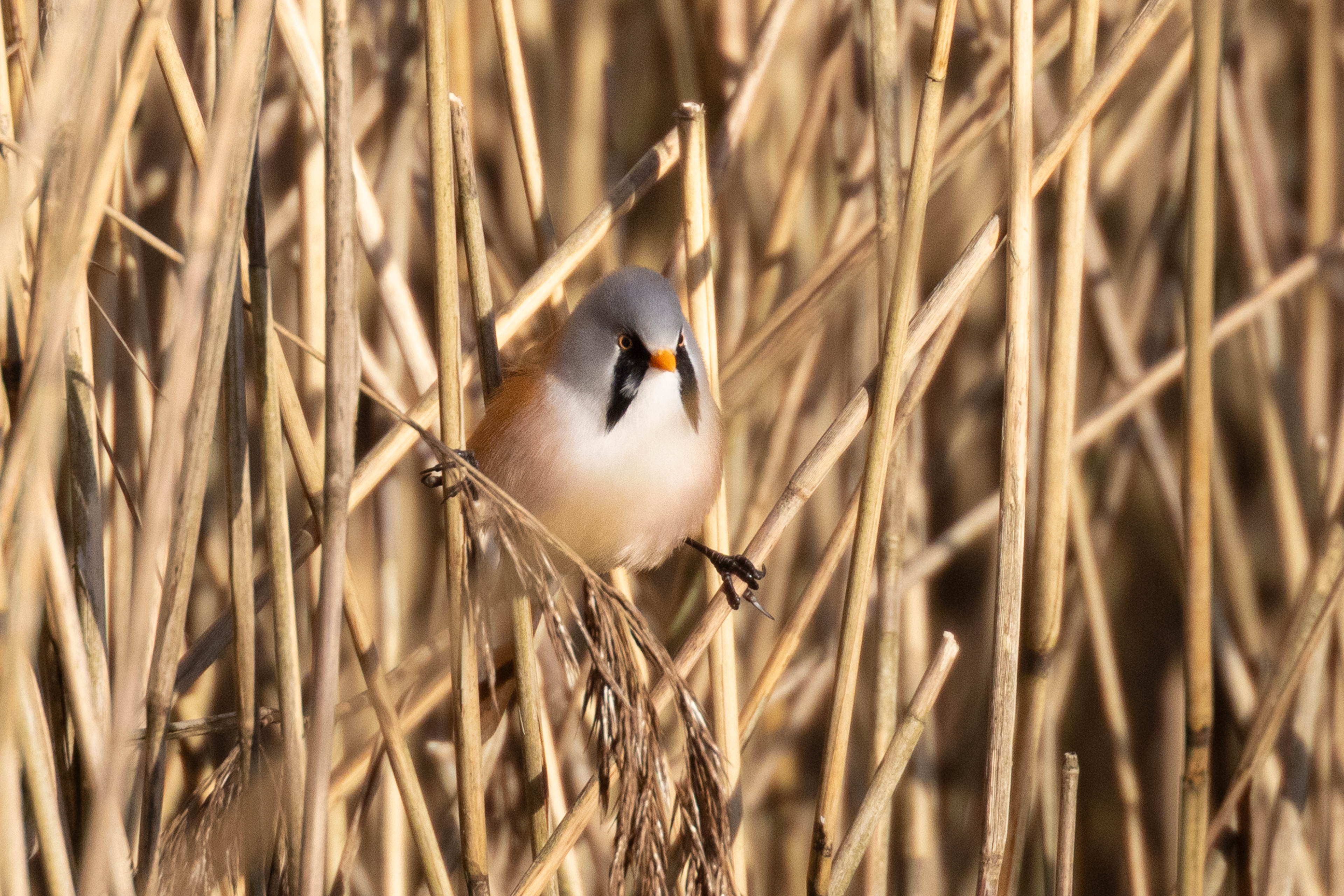 Bearded Tit