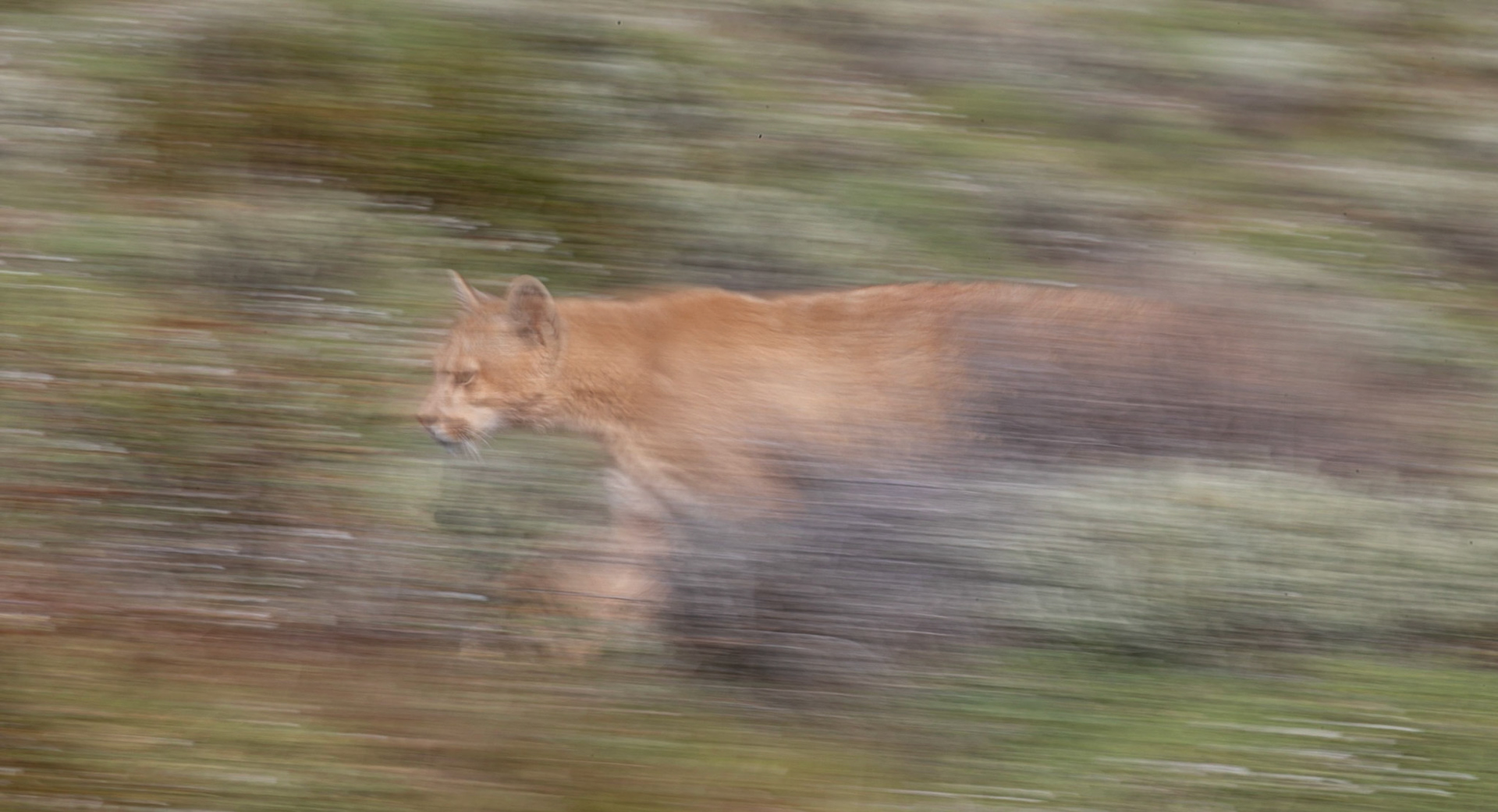 Puma @1/6s