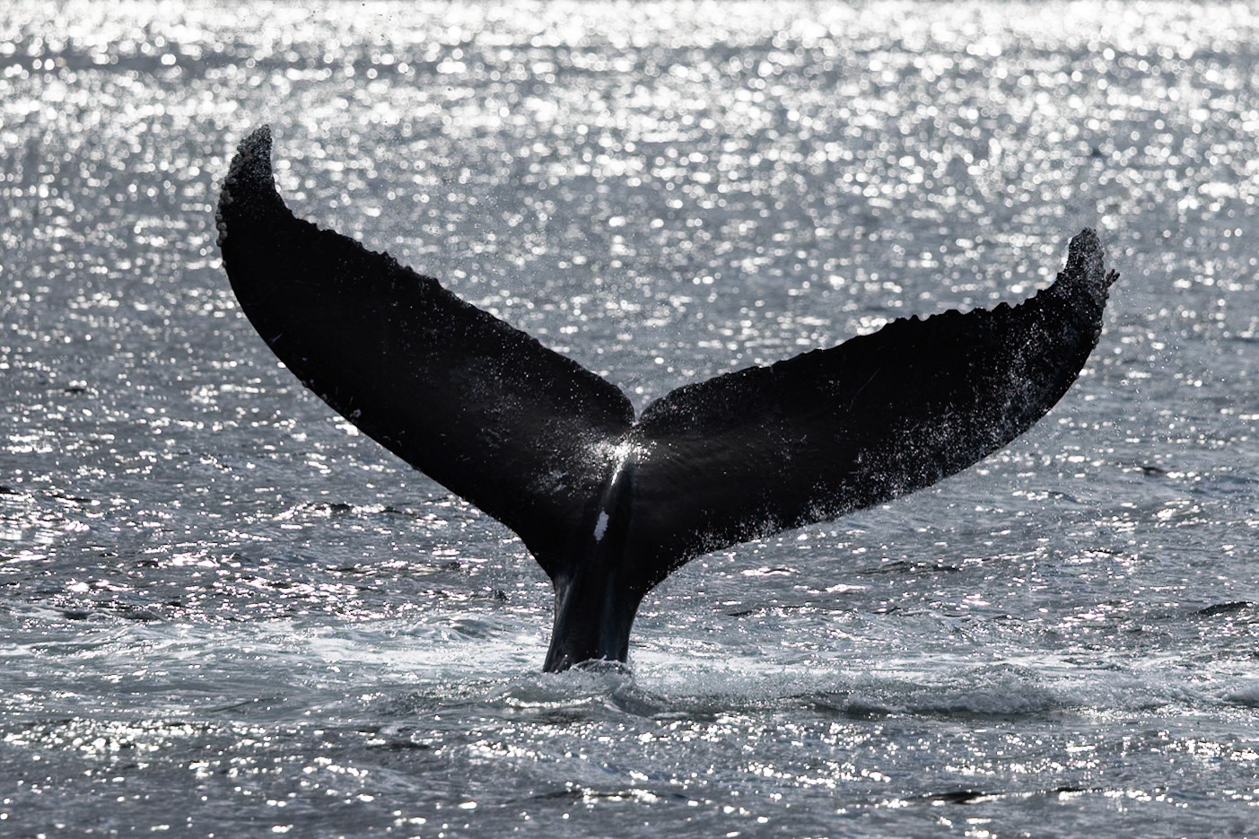 Wildlife of The Great Bear Rainforest