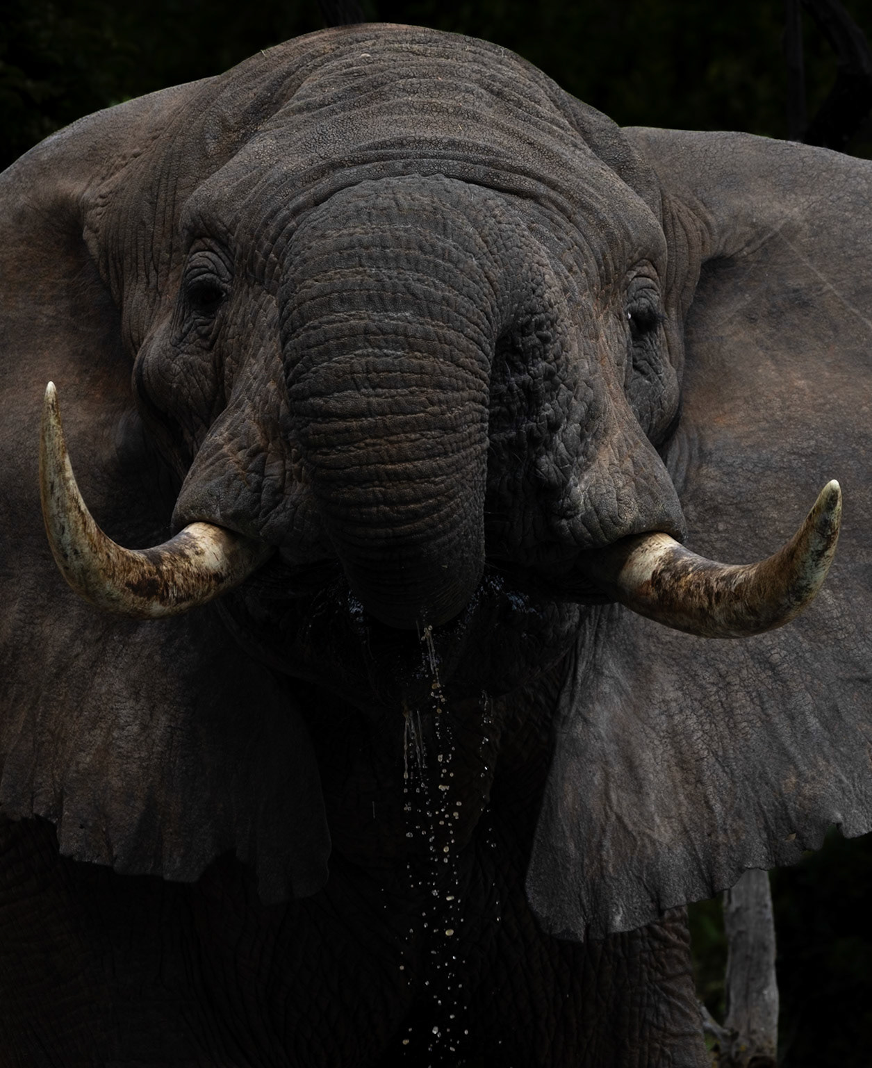Wildlife of Tarangire