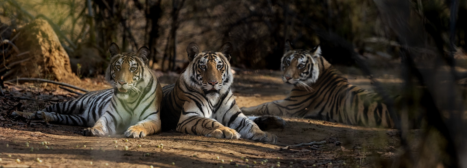 Early Morning sighting of a mother and 2cubs in the buffer zone in bandhavgarh