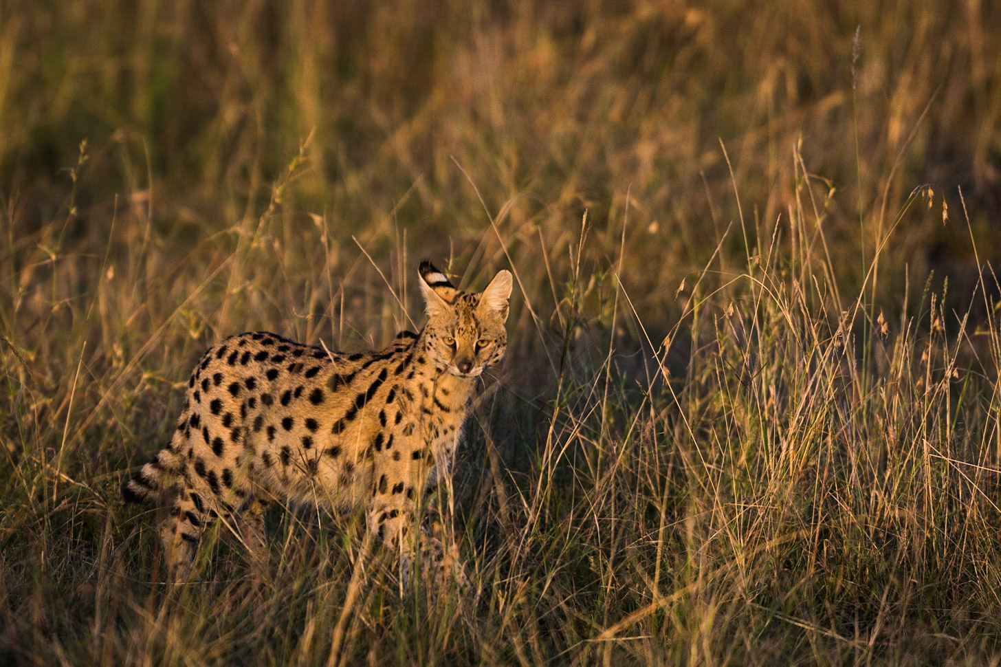 Whilst watching a group of lions chase a buffalo away from there cubs a Serval emerged from the grass close to our vehicle. We only had a fleeting encounter but I had time to capture this image.