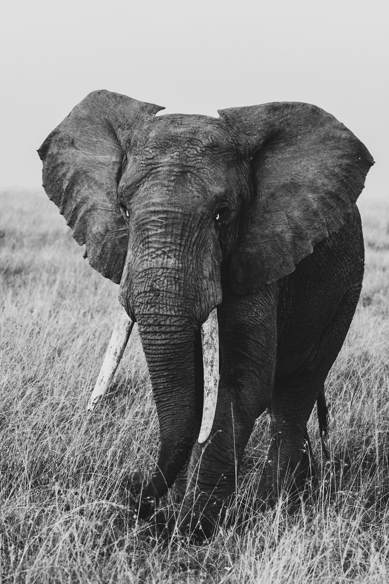 Bull Elephant in Musk